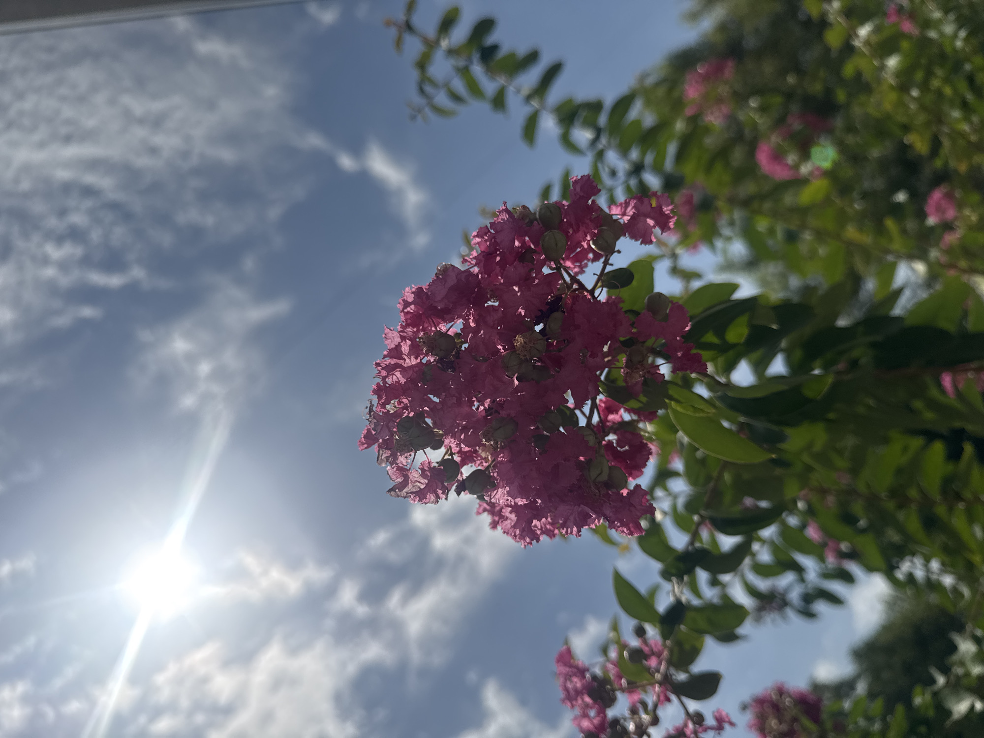 Crepe myrtles, garden plants, and ice cream in Tashkent