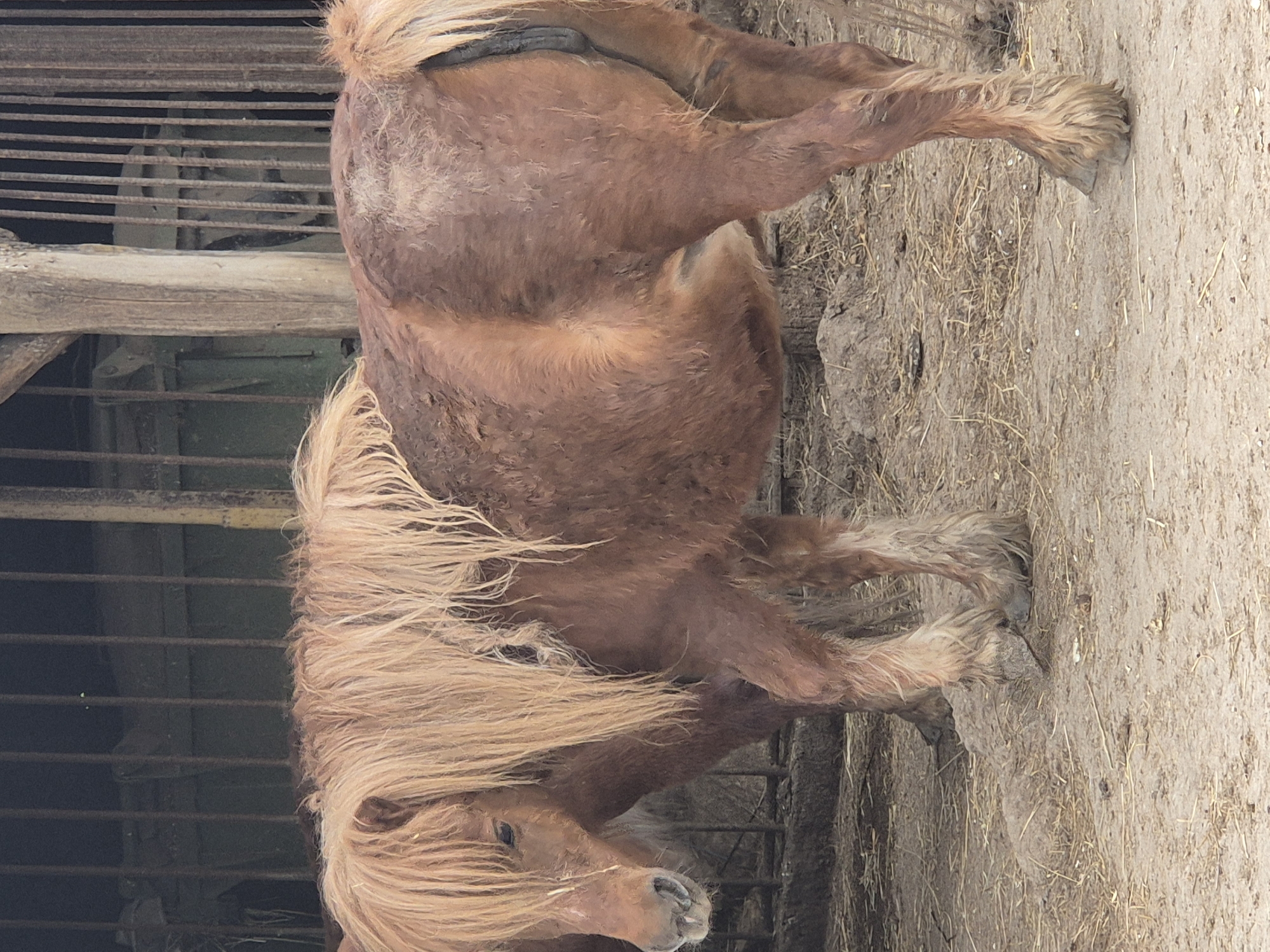 Visitor feeds camel, observes peacocks at Bulgarian zoo