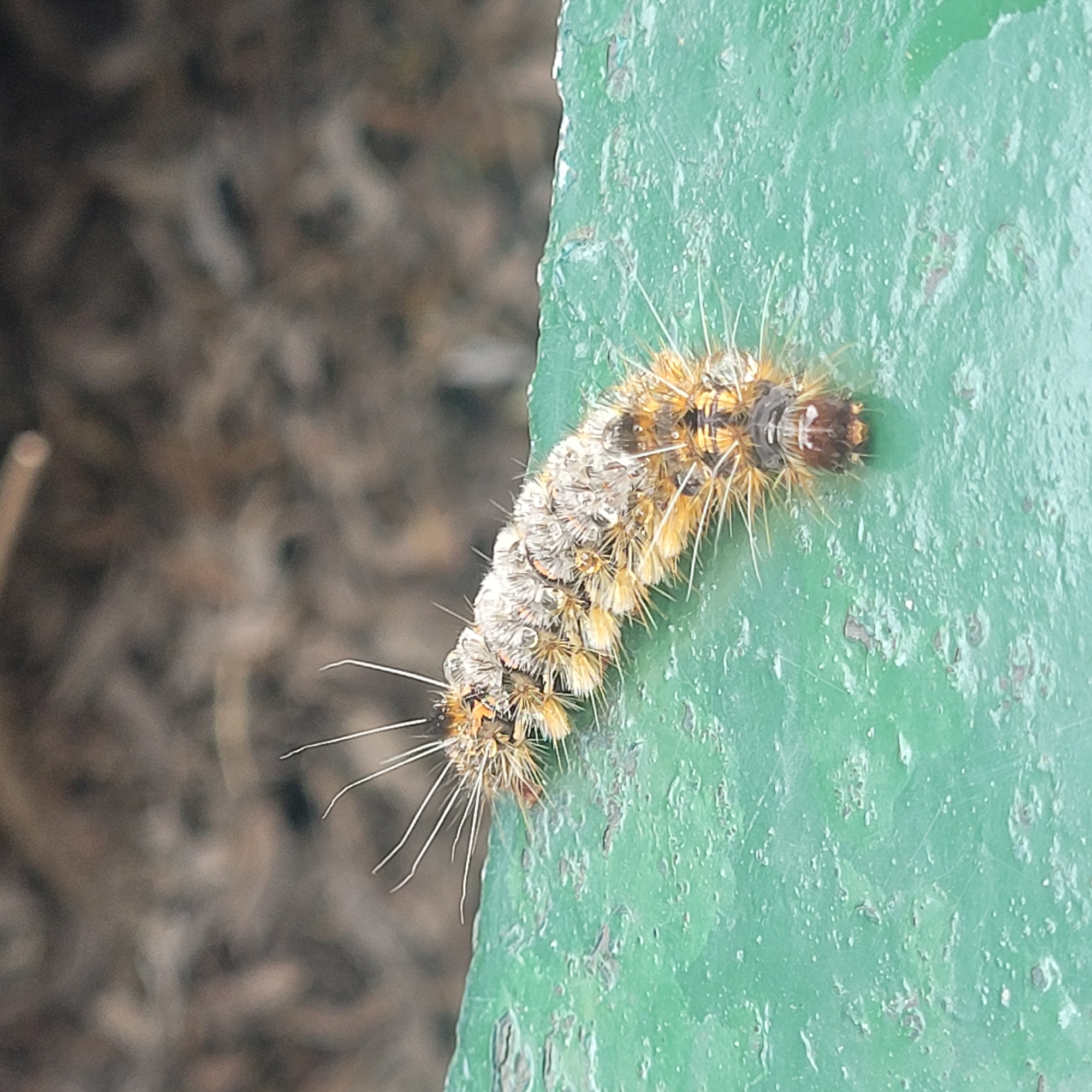Picnic and caterpillar spotted in Las Juntas, Argentina