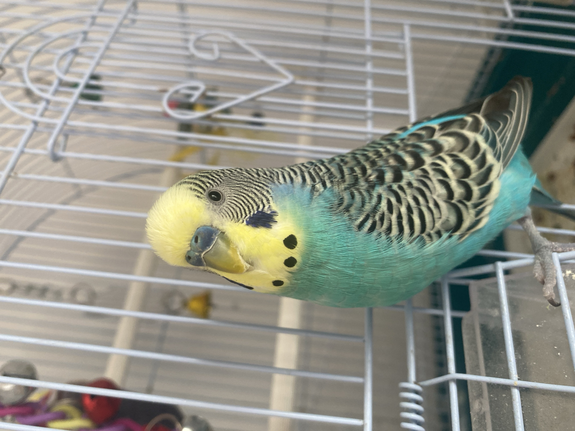 Quiet morning moments with budgie, Pomeranian, and child documented