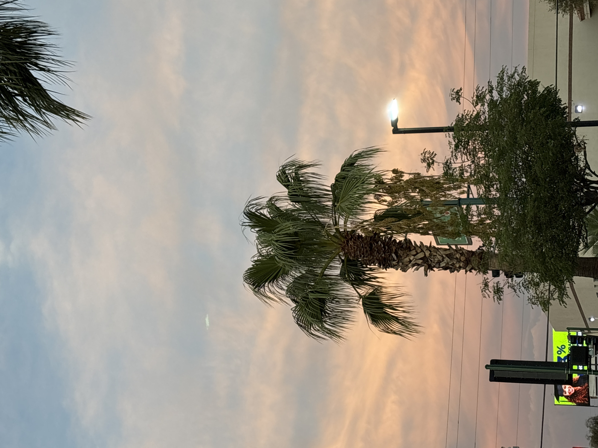 Palm tree silhouette against a colorful Phoenix sunset sky