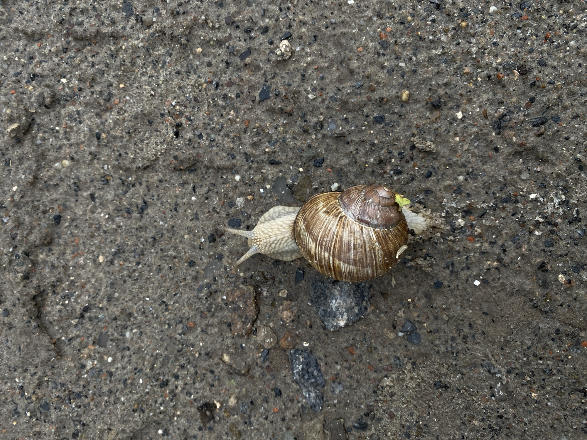 Garden snail up close on sandy, pebbly ground
