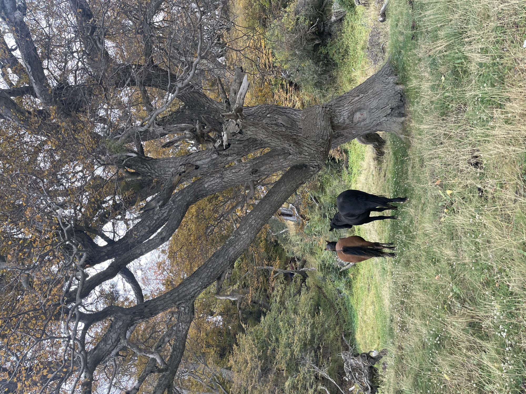 Horses graze under tree in Puerto Almanza, Argentina
