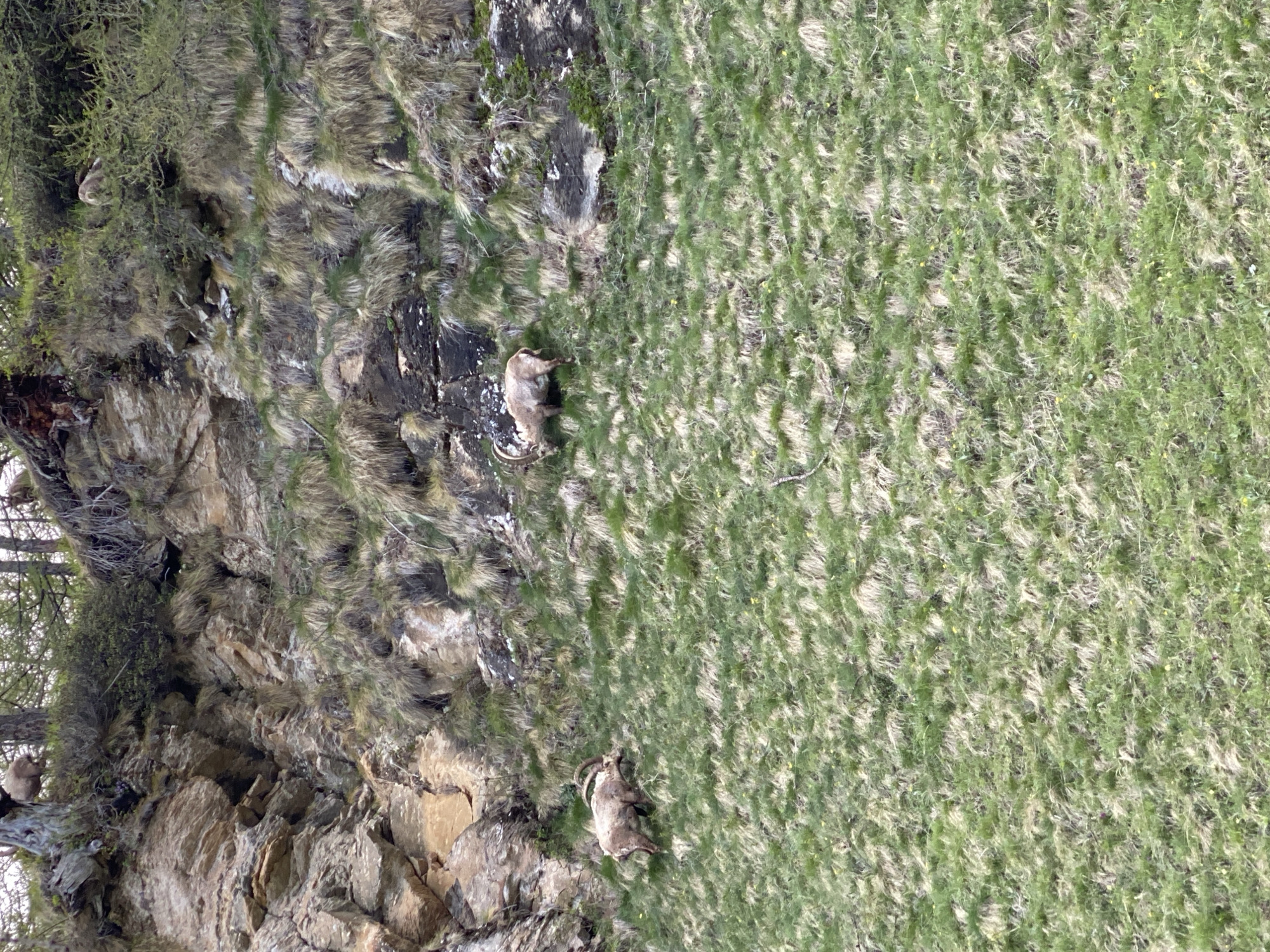 Alpine ibex spotted grazing on mountainside near Baceno, Italy