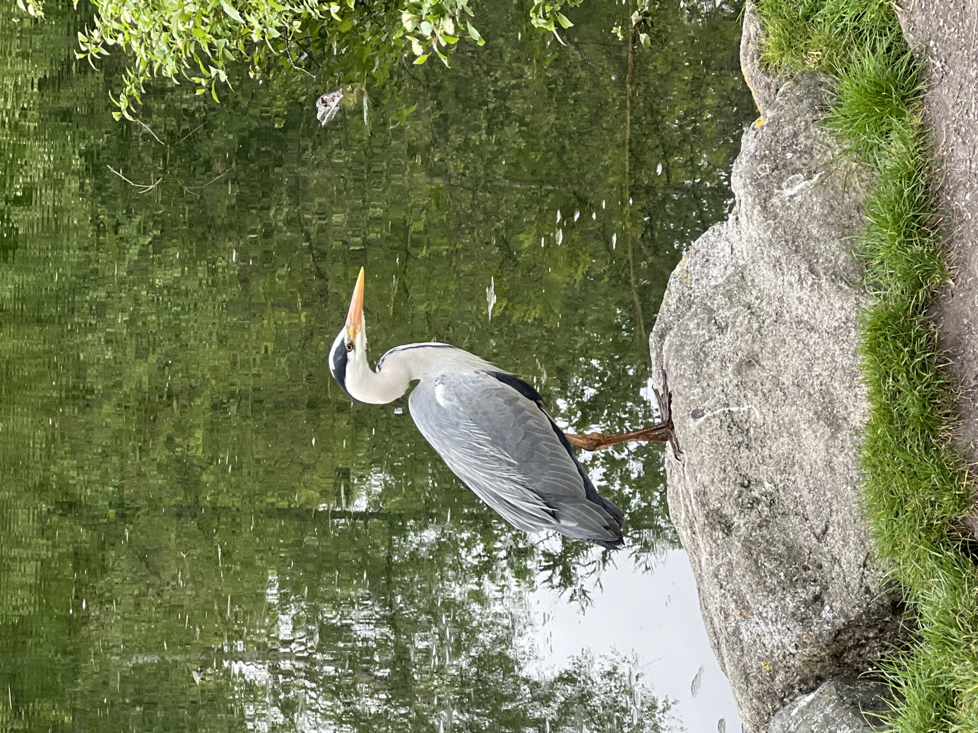 Grey heron observed at pond's edge amid natural setting
