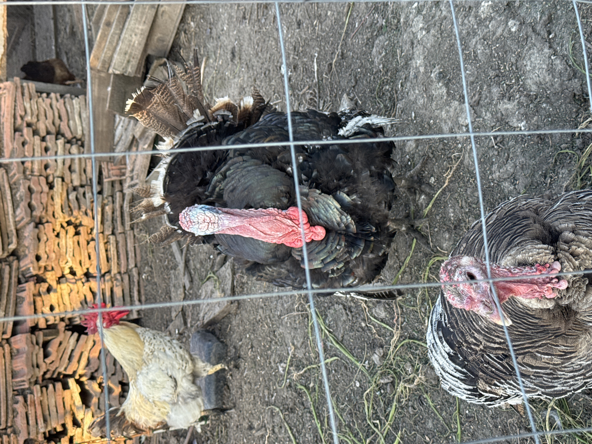 Rural farm documented in Sarnevo: poultry, gardens, daily life