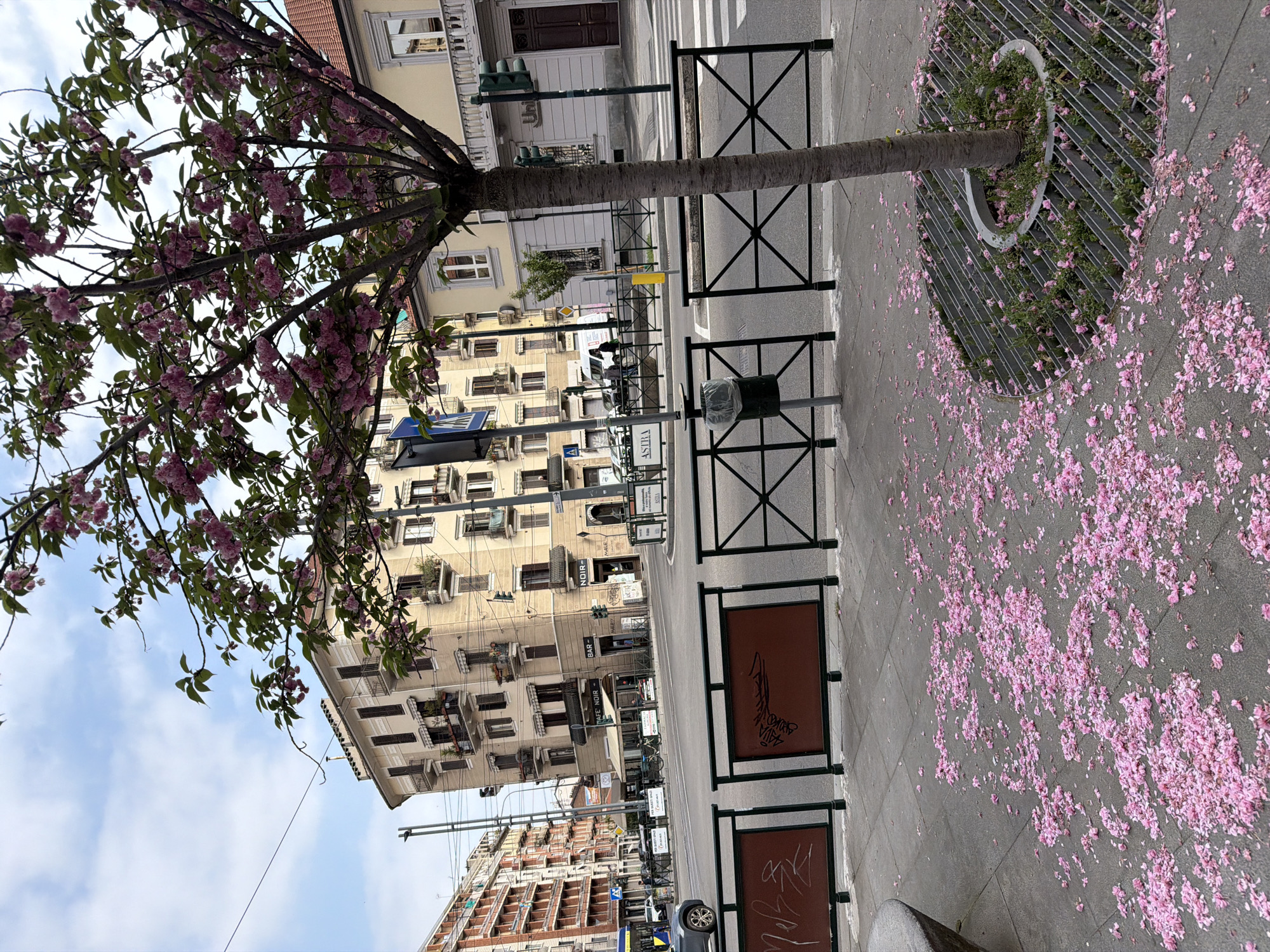 Cherry blossoms scatter on Turin sidewalks during spring bloom