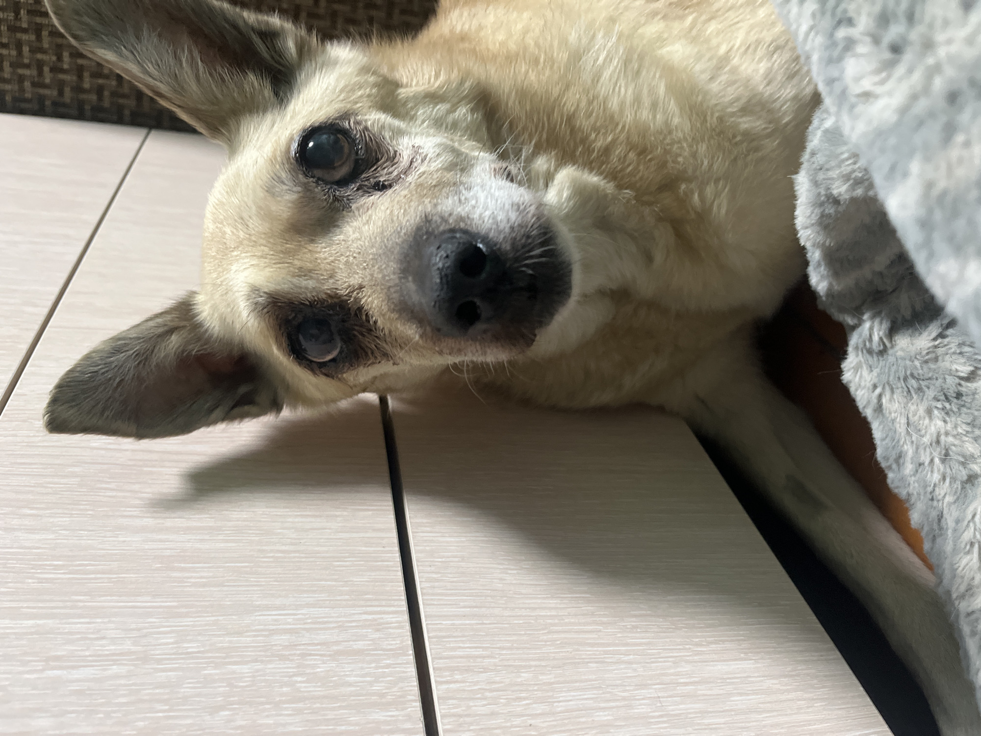 Woman Documents Afternoon with Dogs in Nizhny Tagil Home