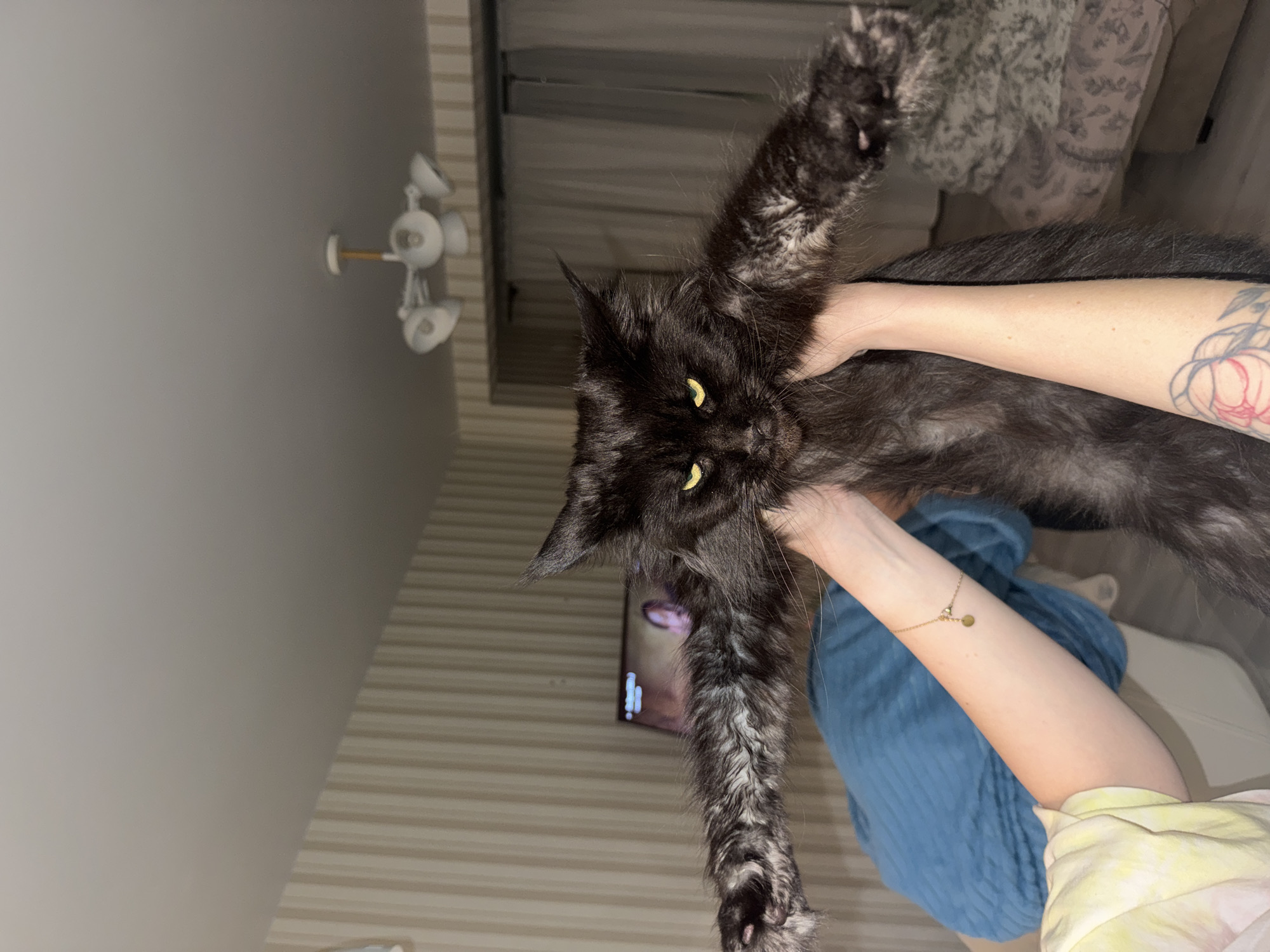 Pets held in unusual positions captured in Sirius, Russia