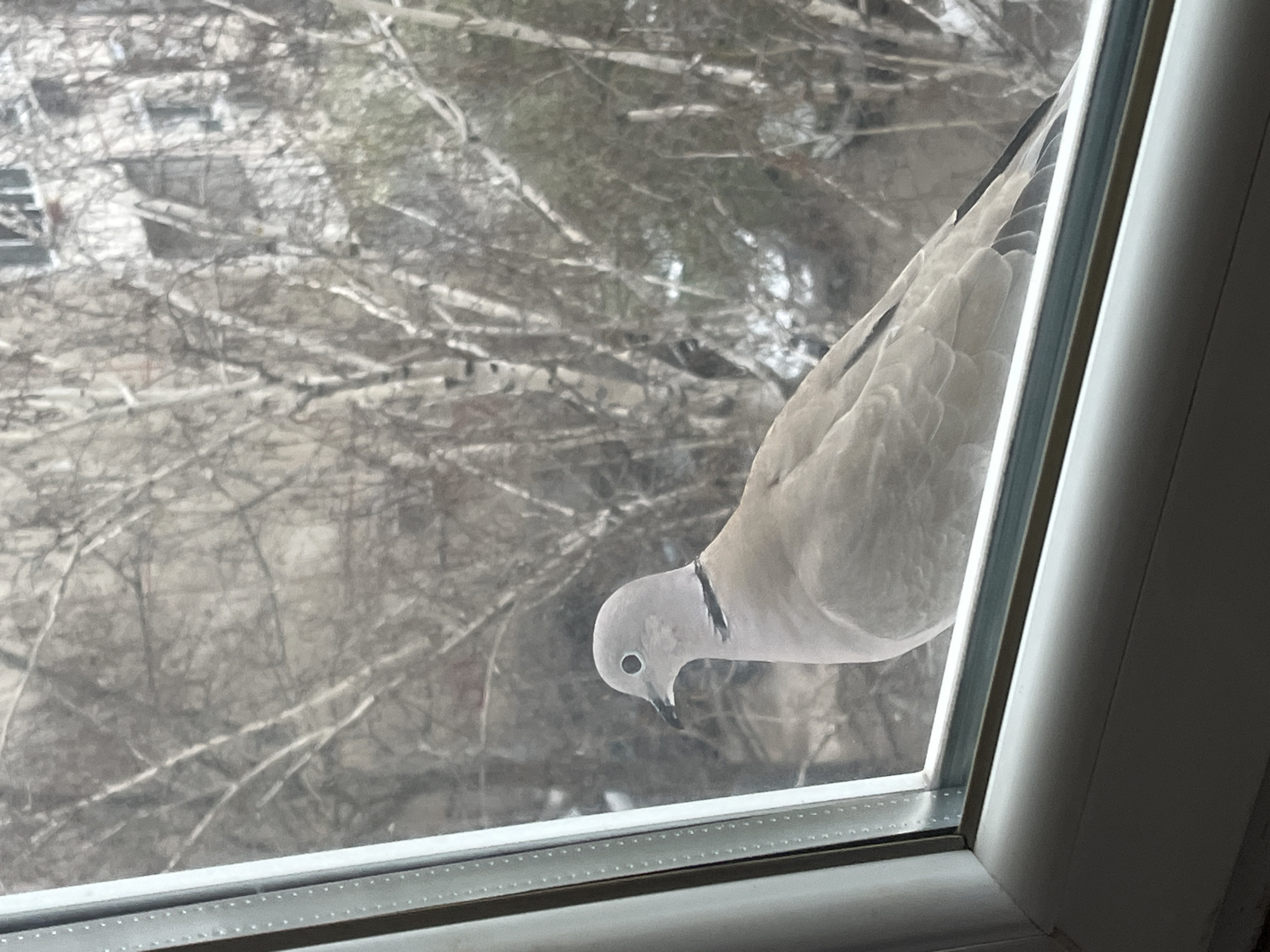 Dove spotted on window ledge in Plovdiv, Bulgaria
