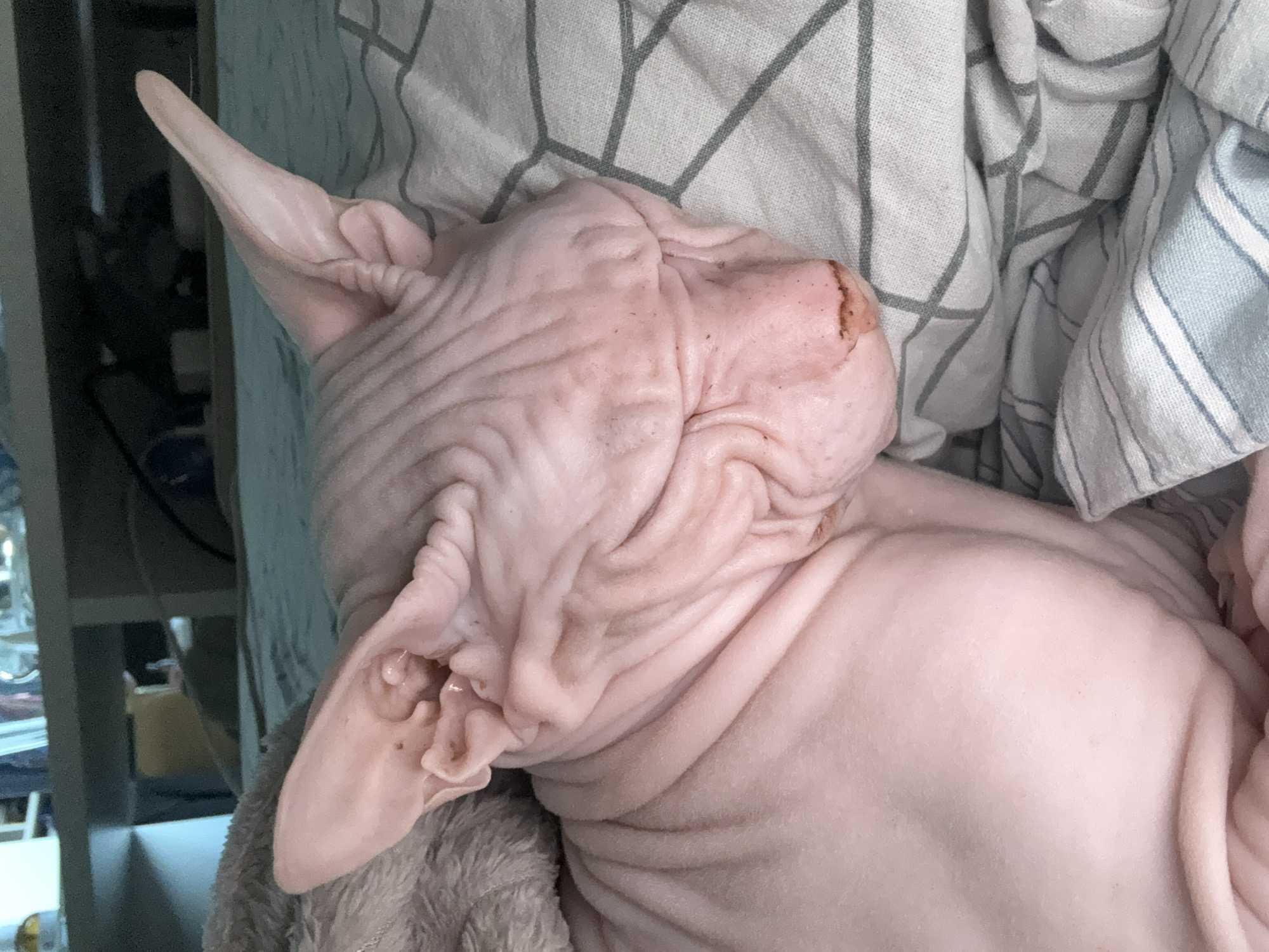 Sphynx cat photographed sleeping on striped bedding in Krasnoyarsk