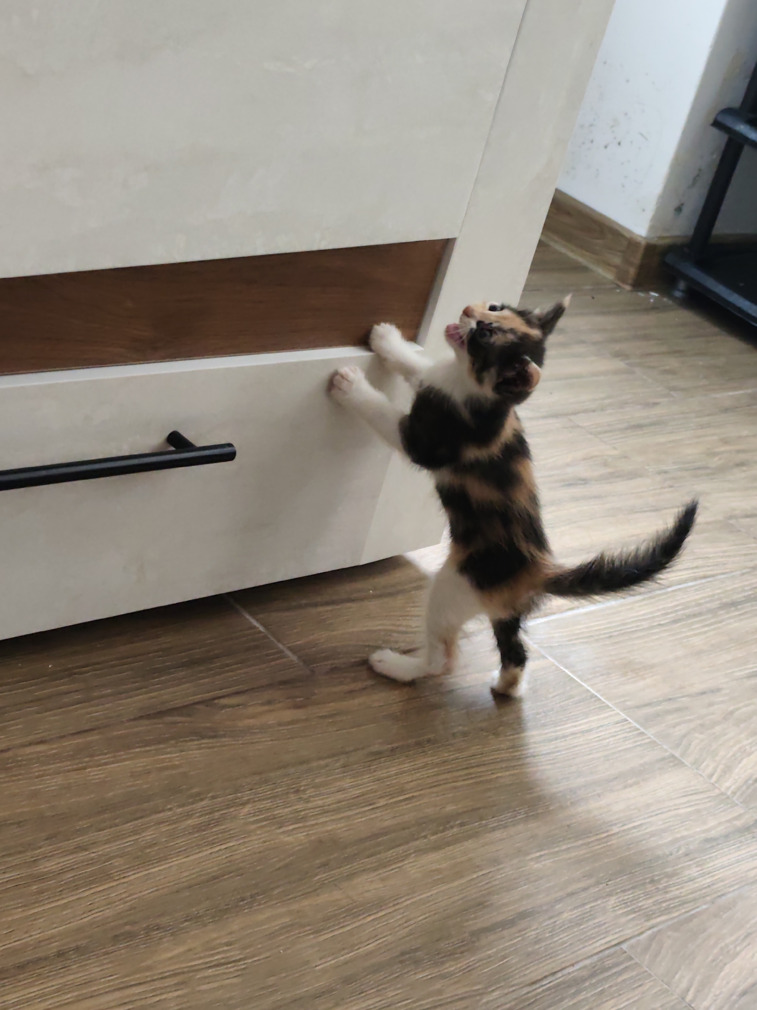 Two kittens captured in quiet morning moments in Smolyan