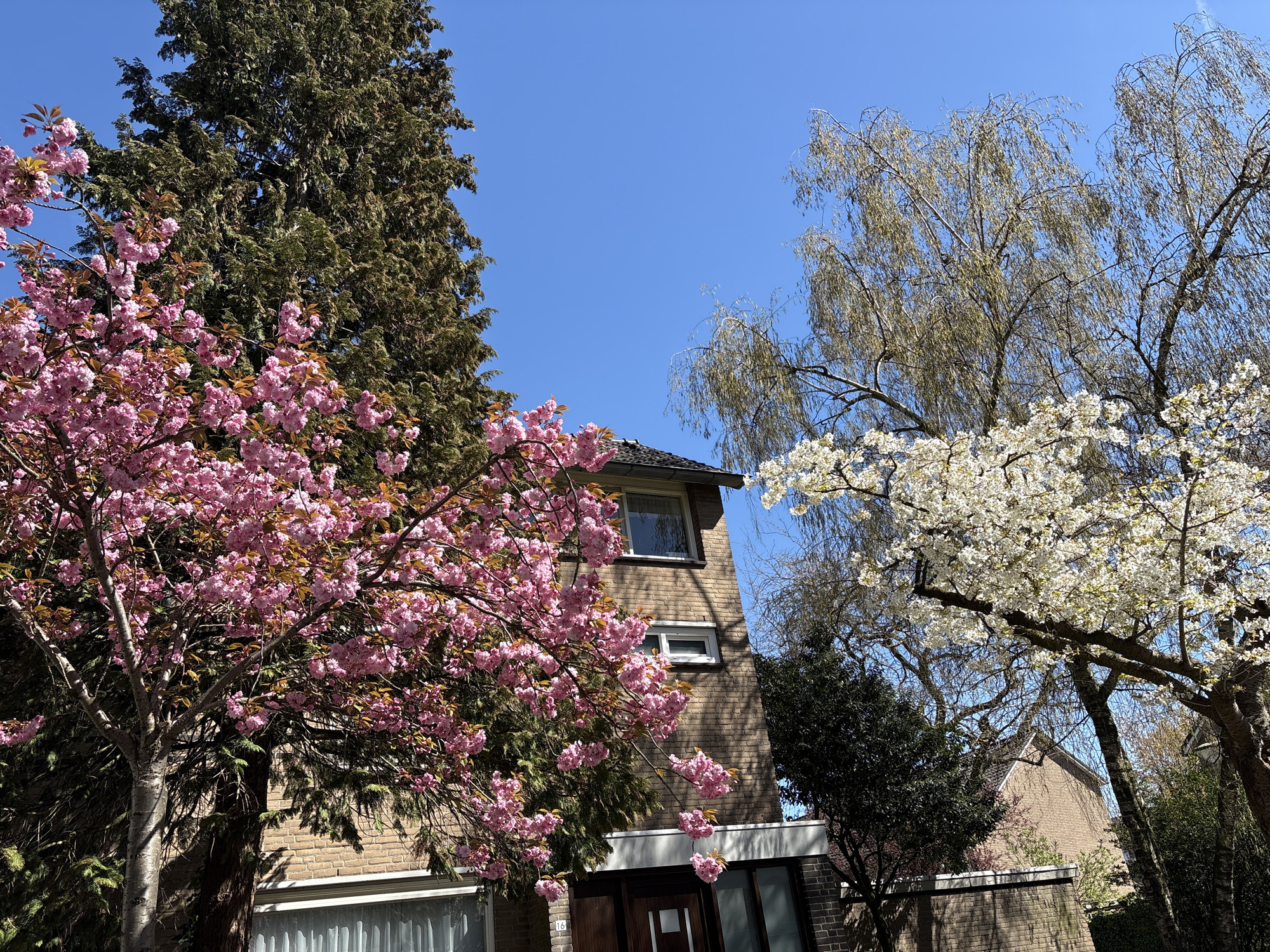 Spring stroll with stroller on quiet Veghel street