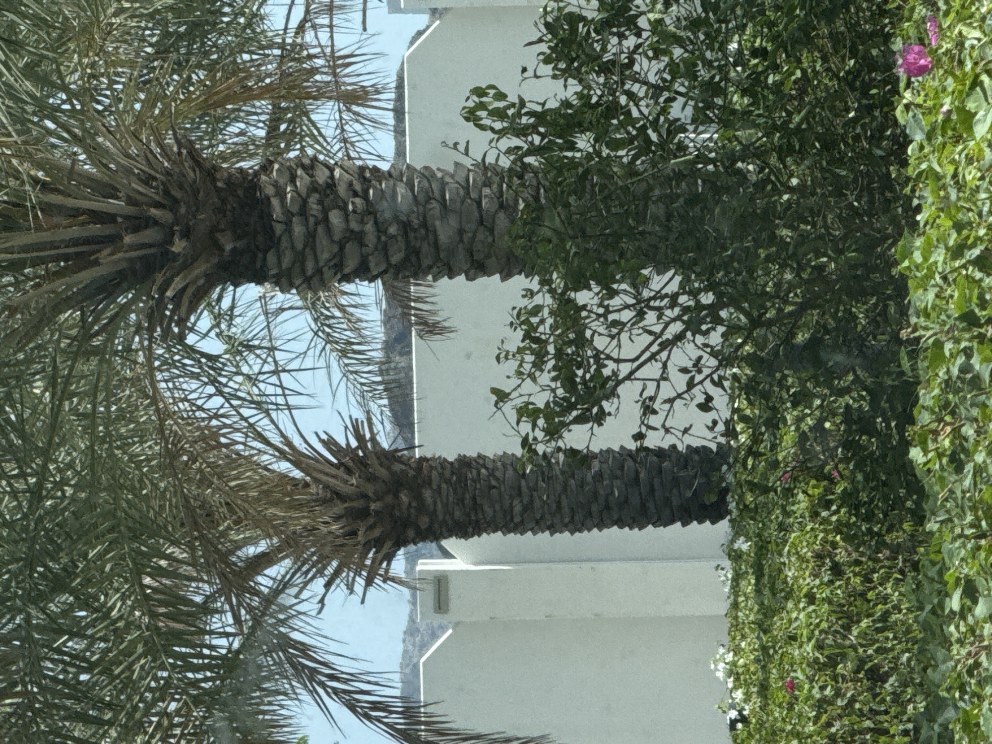 Two palm trees observed against white wall backdrop
