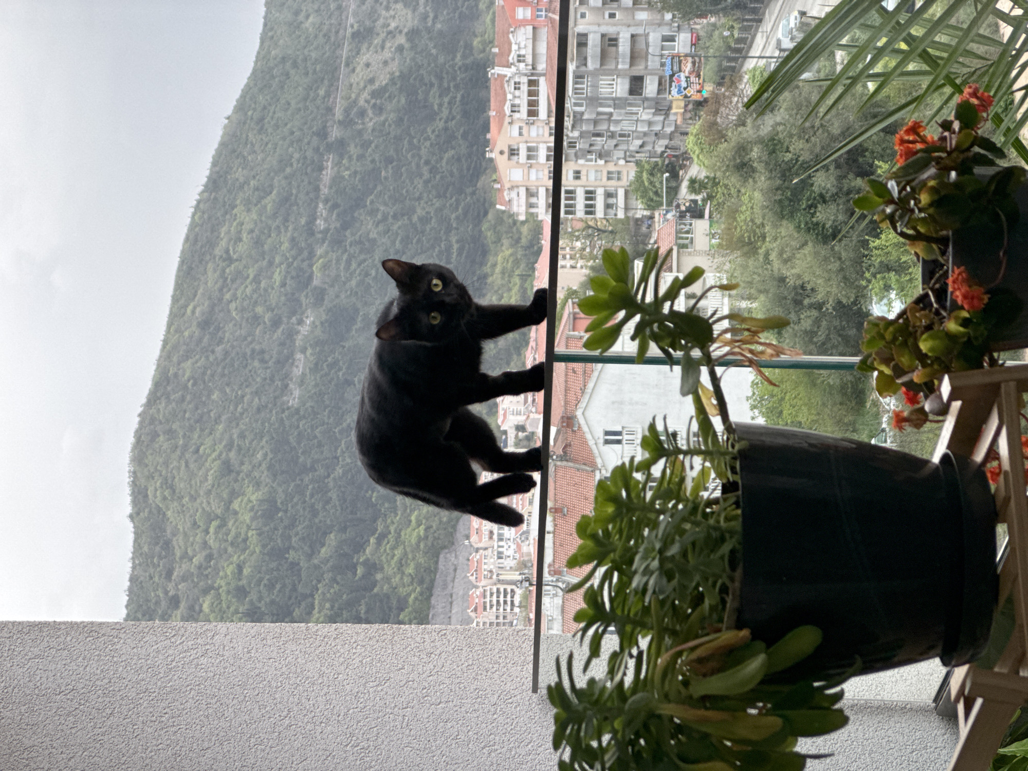 Black cat clings to glass balcony edge in Budva