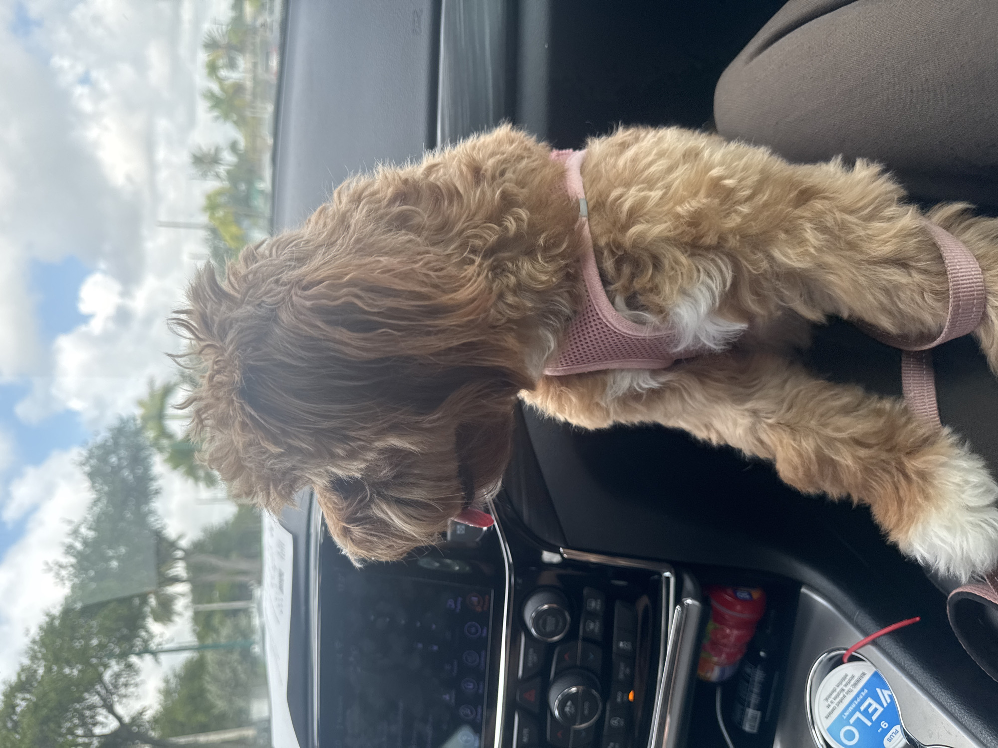 Cockapoo in pink harness rides passenger seat in Boca Raton