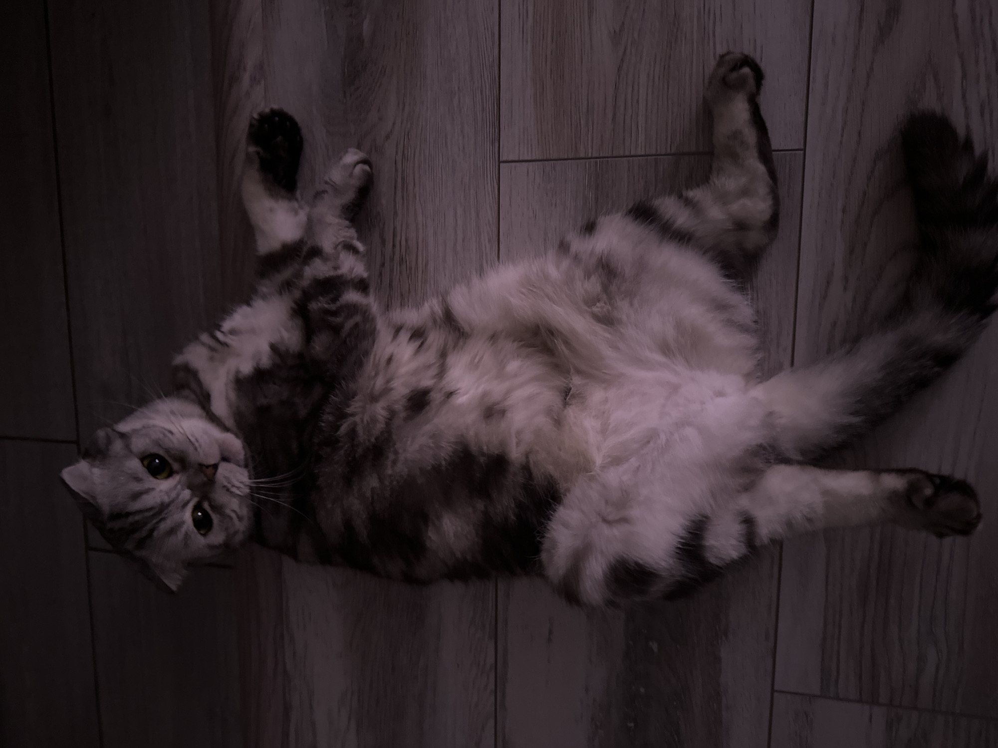 Kazan evening: a lounging Scottish Fold and a twilight skyline