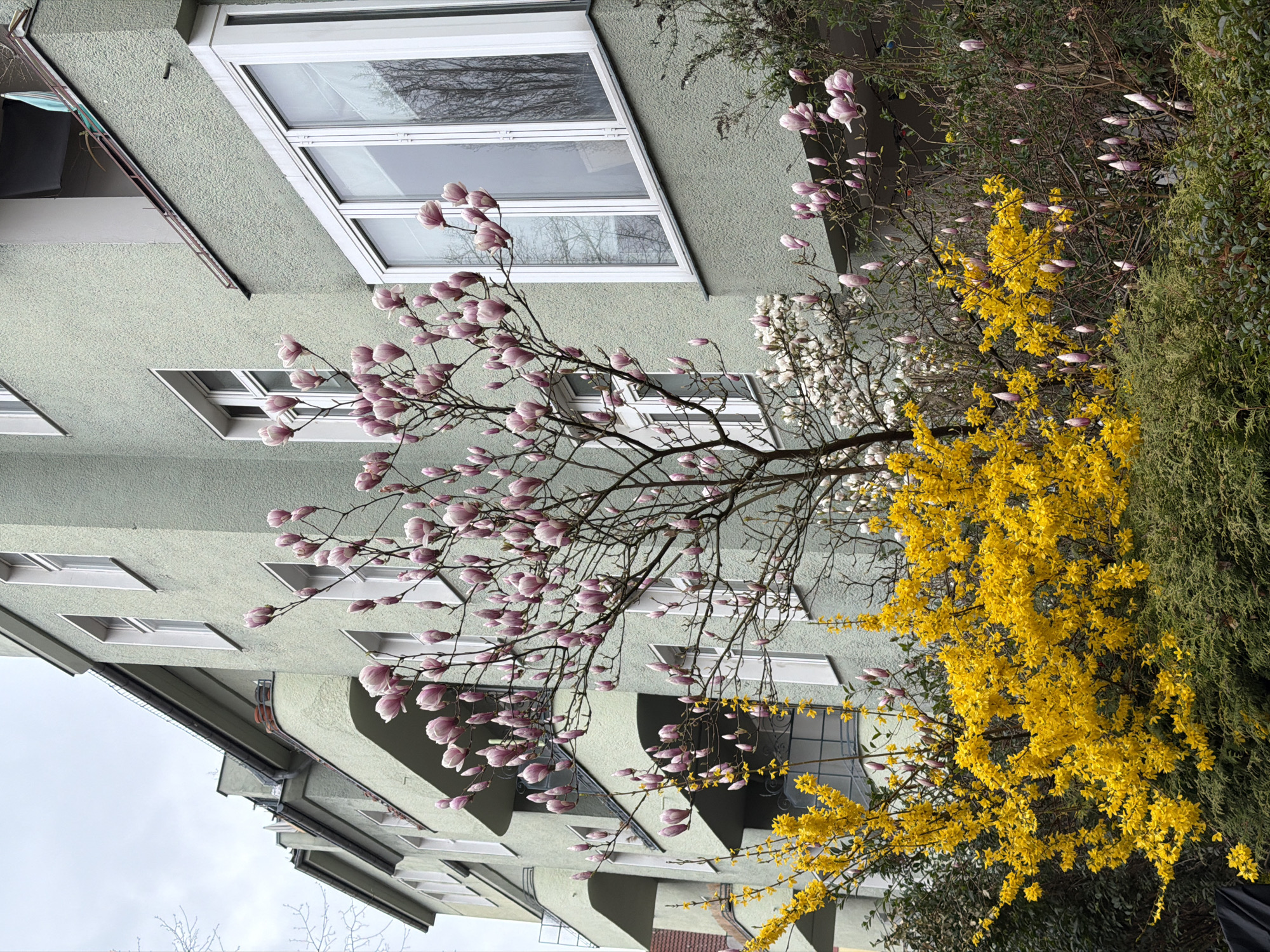 Woman photographed near blooming trees in Berlin residential area