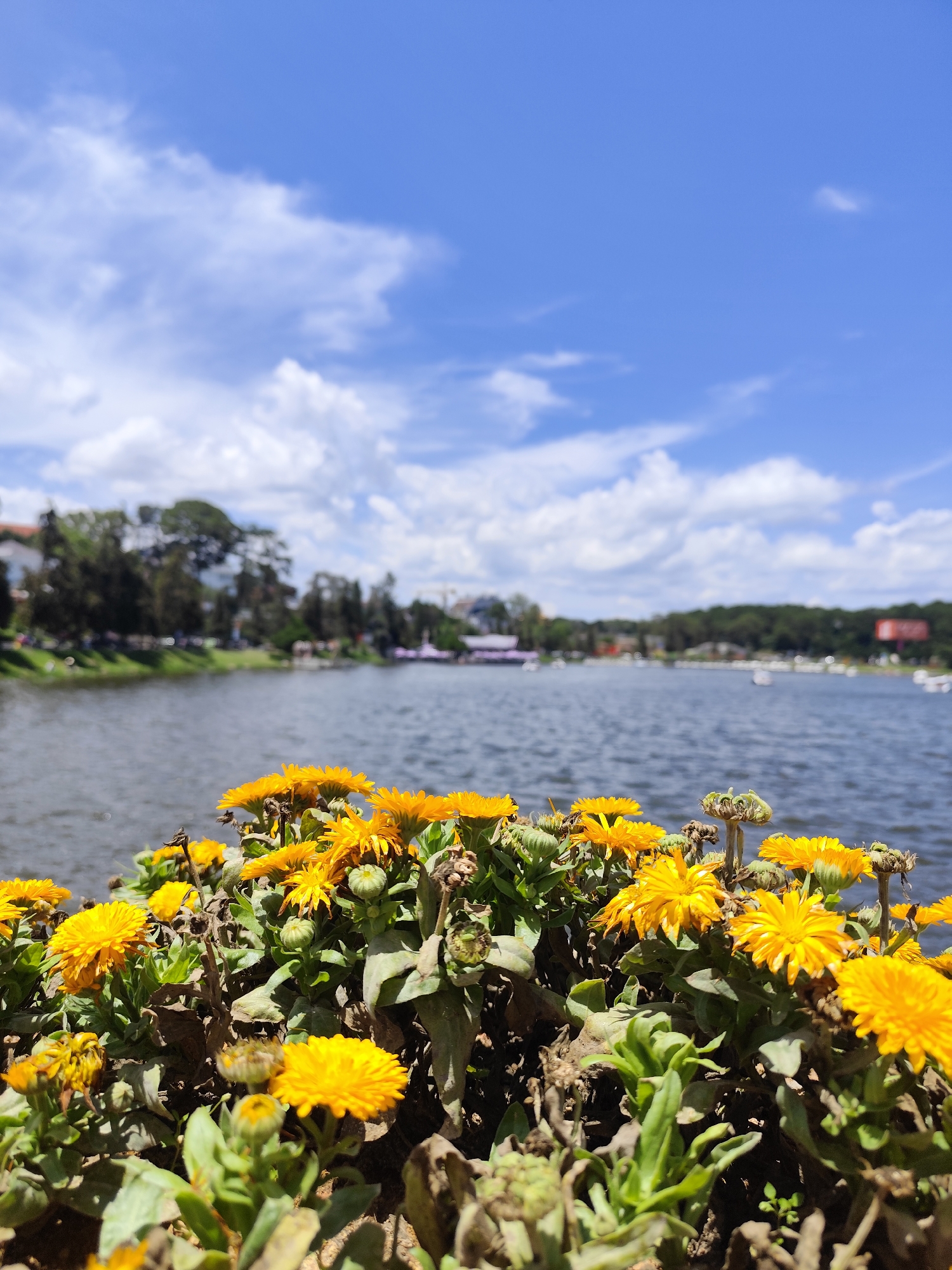 Sunny morning scenes captured in Da Lat, Vietnam gardens and lake