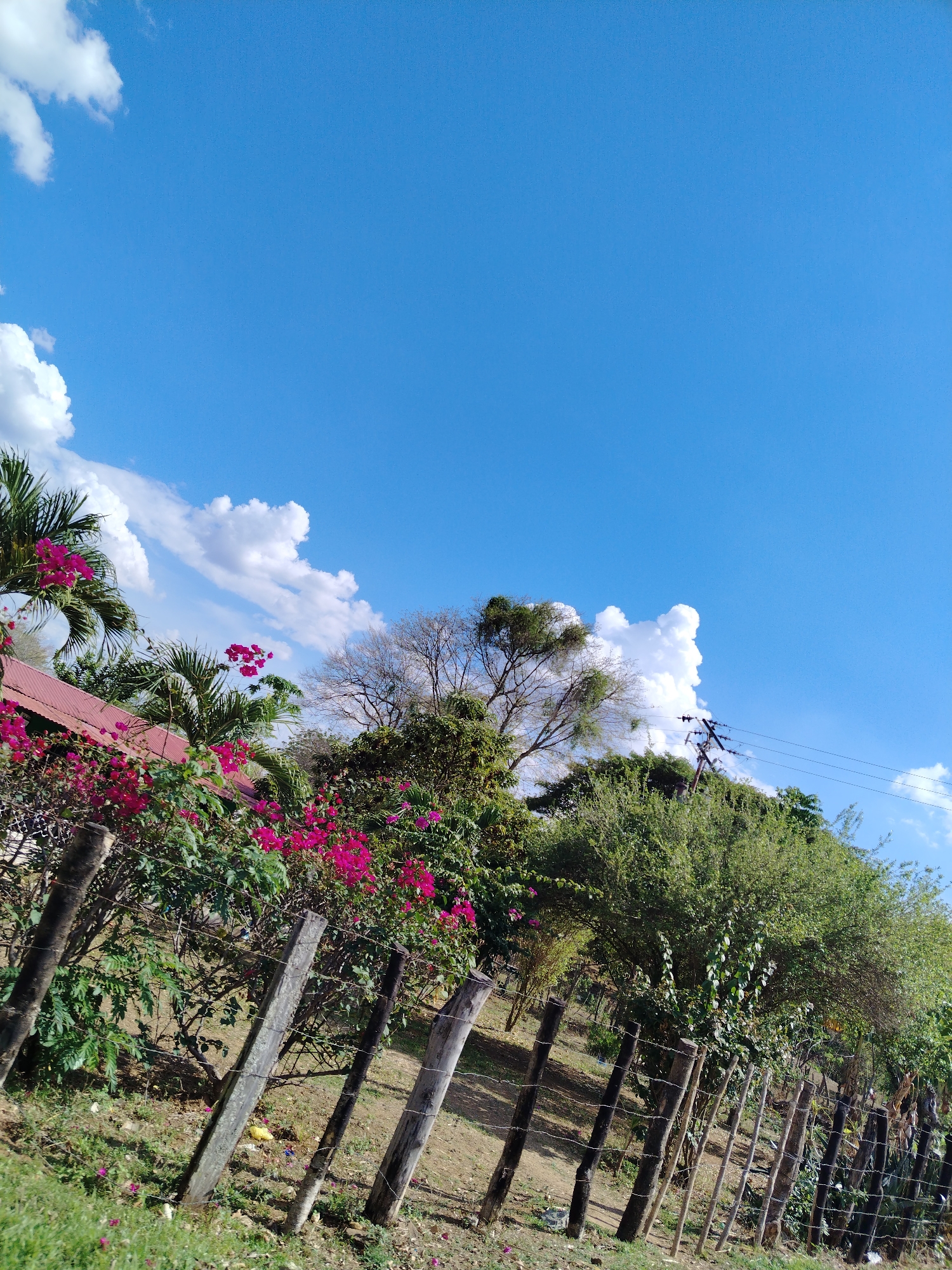 Rural fence scene documented in Las Mesas, Venezuela