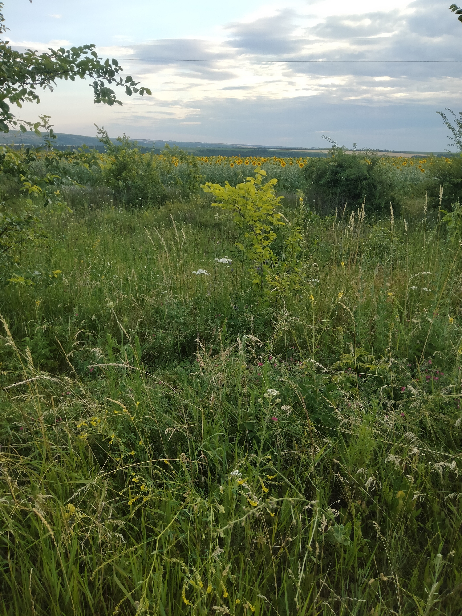 Sunflower field and quiet rural road under overcast skies