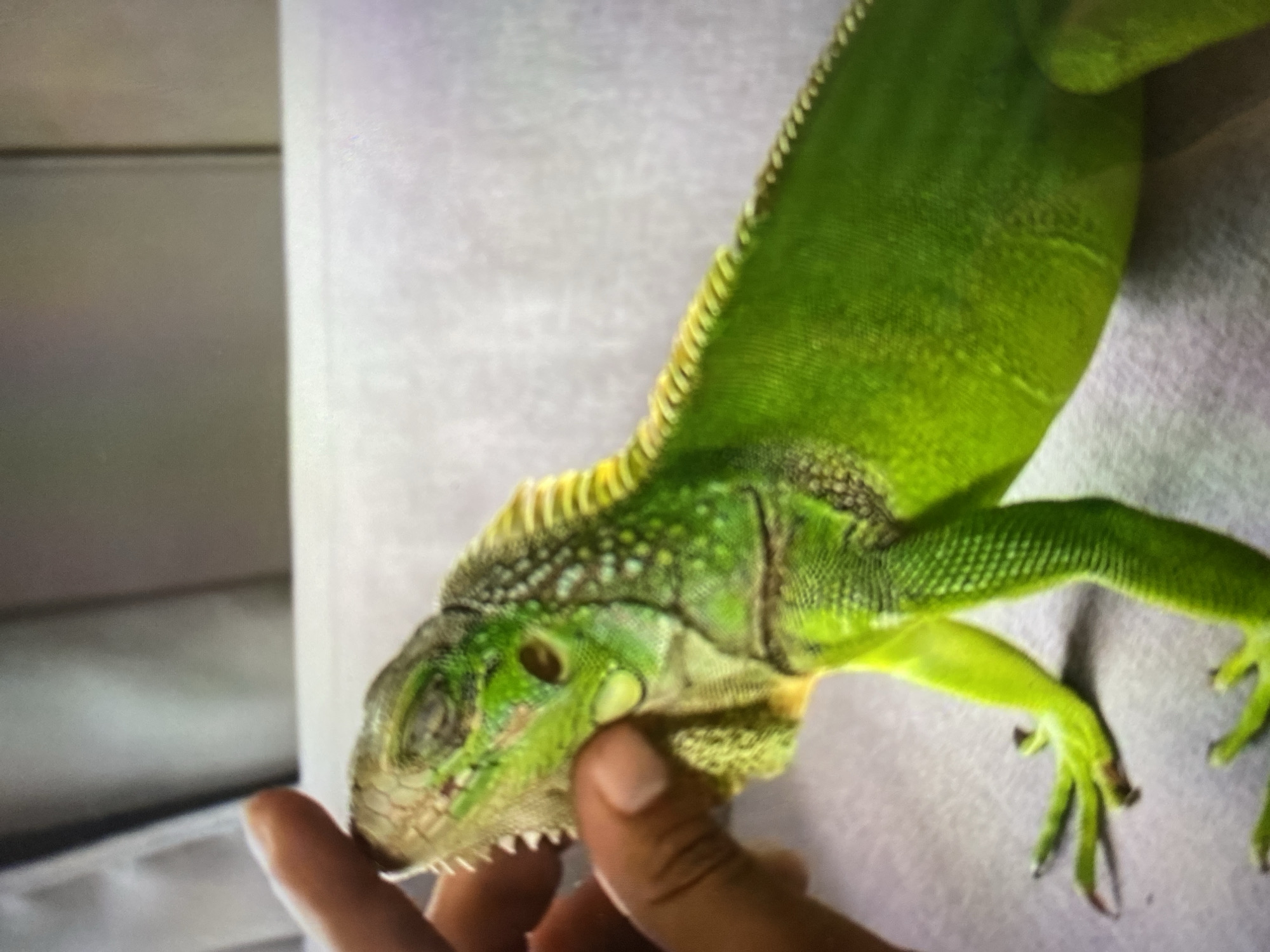Animals and skies documented in Tinaquillo, Venezuela afternoon