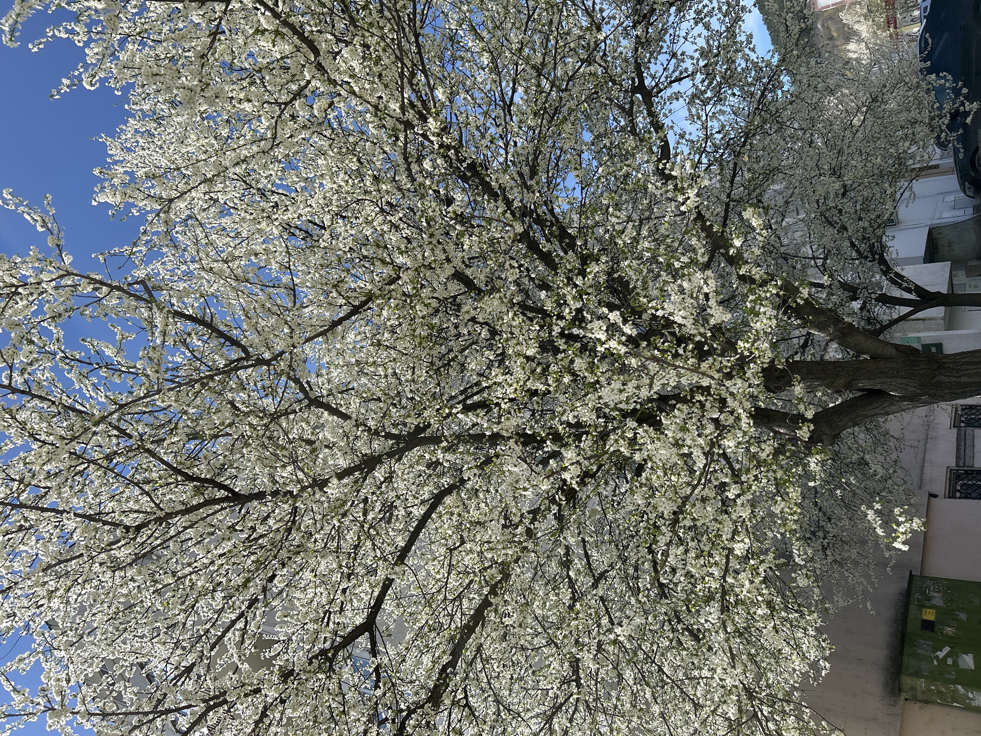 Blooming white tree observed in urban Shumen, Bulgaria