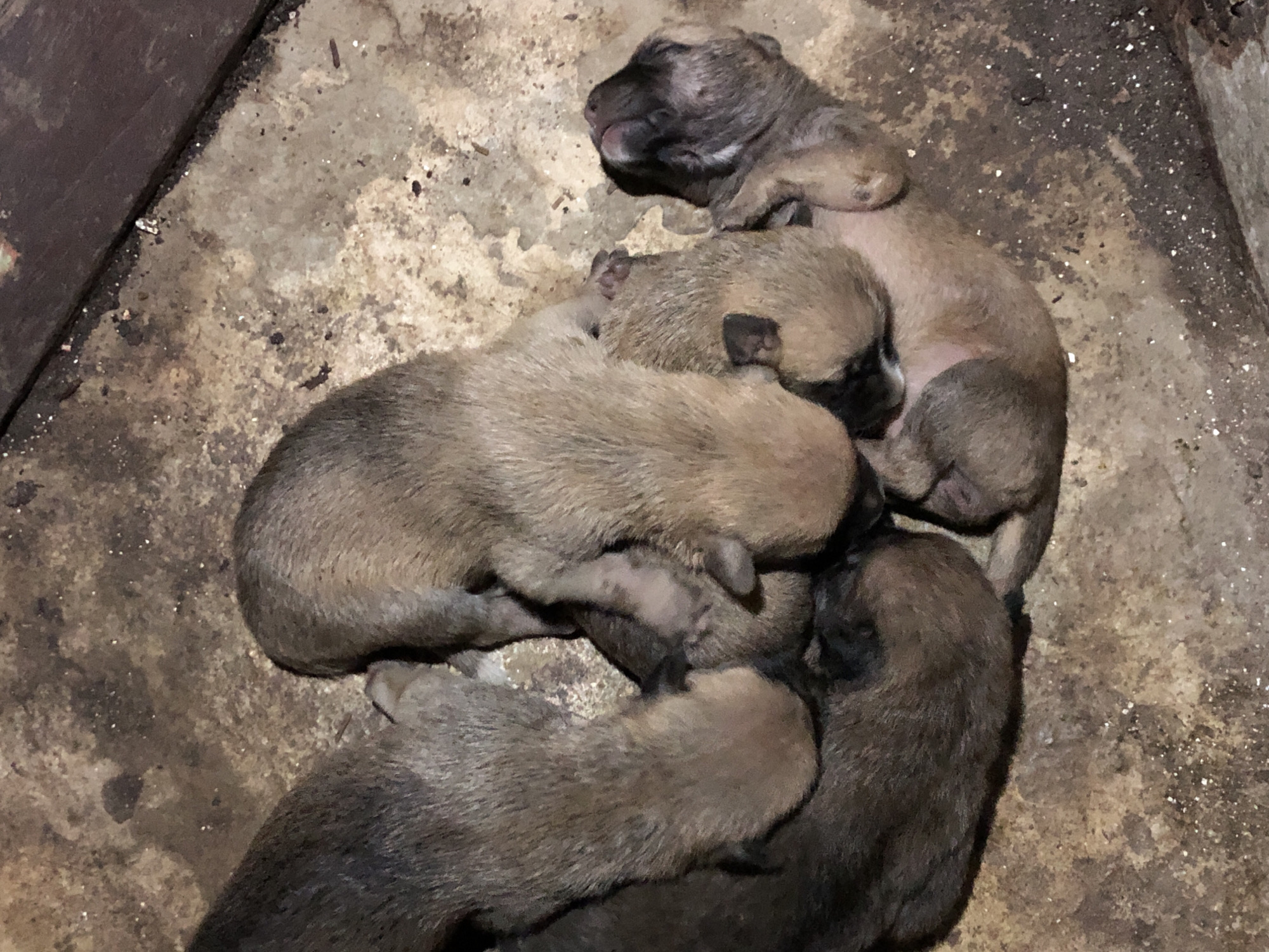 Newborn puppies huddled on a dirt floor in Iju