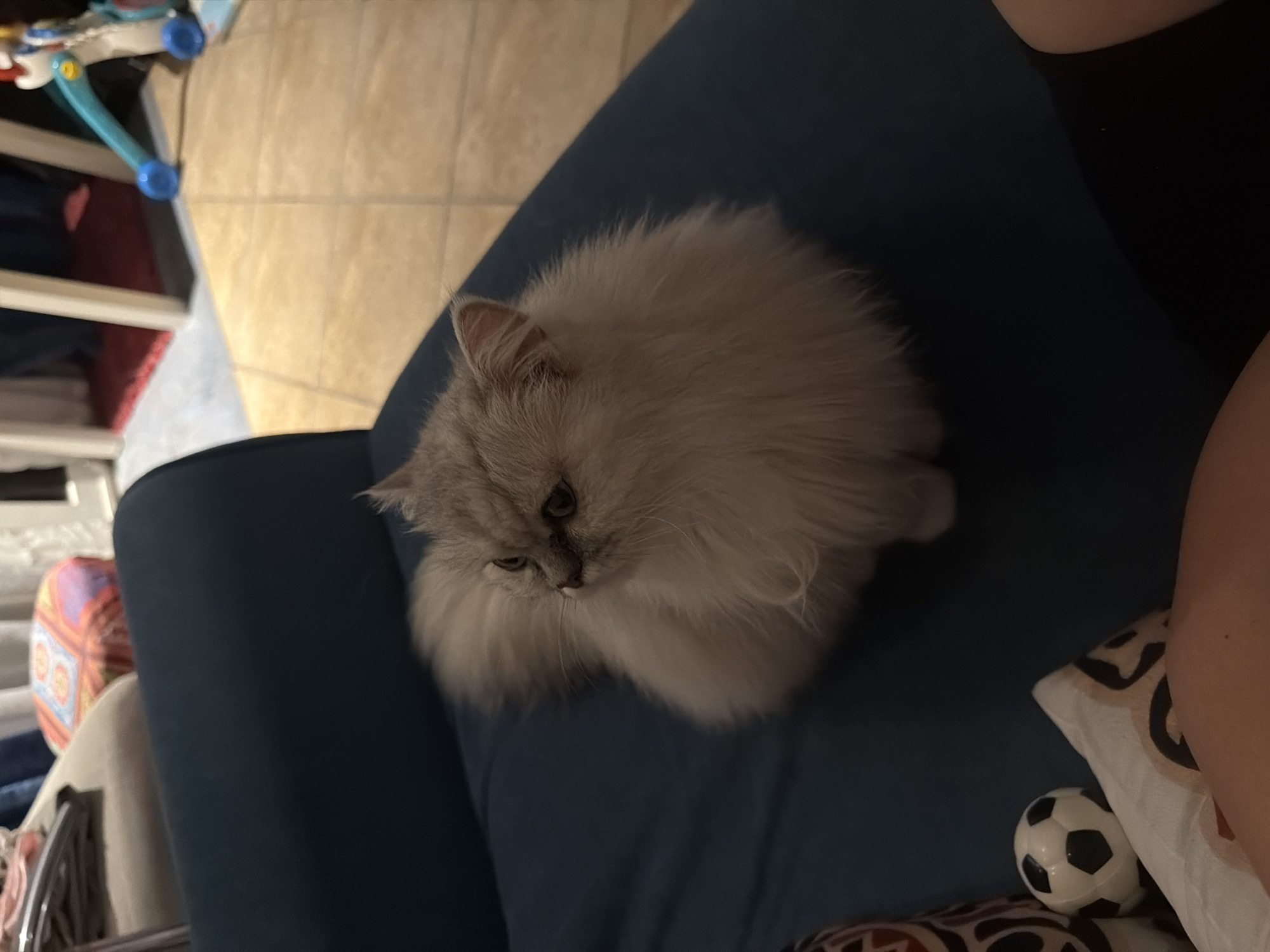 Persian cat, salad, and selfies on a Sharm El Sheikh evening