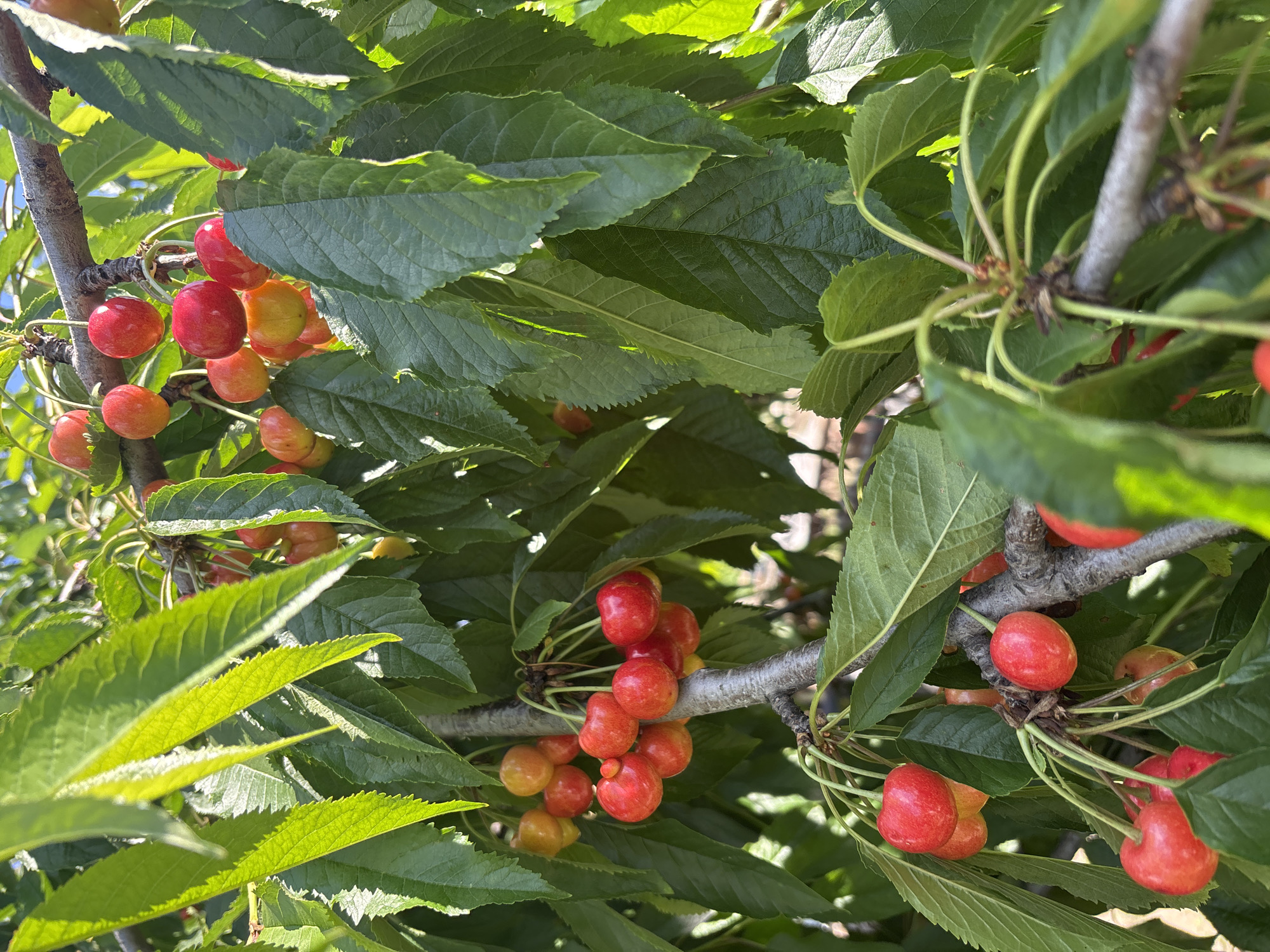Cherry orchard visit with garden and country road detours