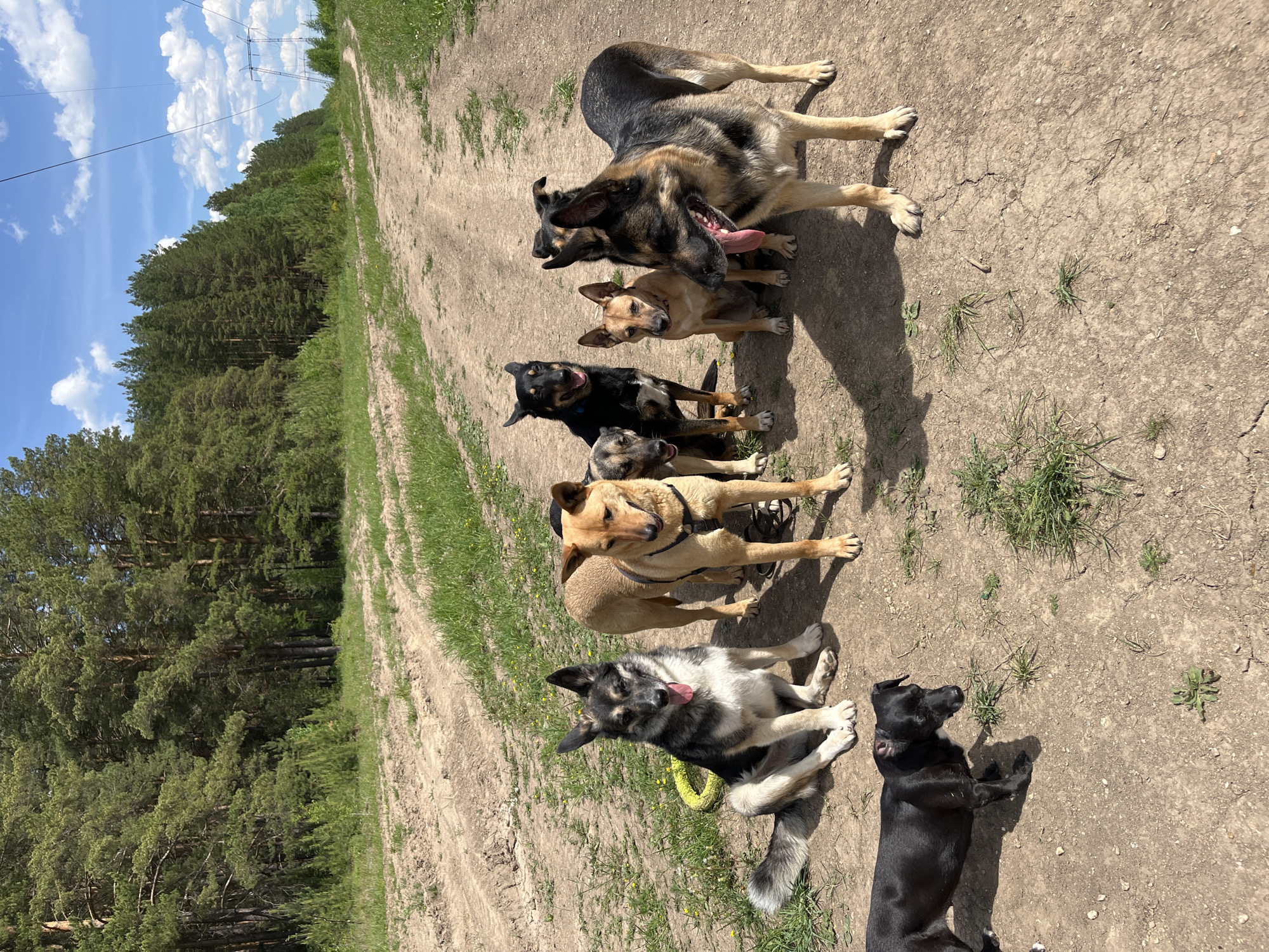 Dogs gather for morning playtime in Nizhny Tagil park