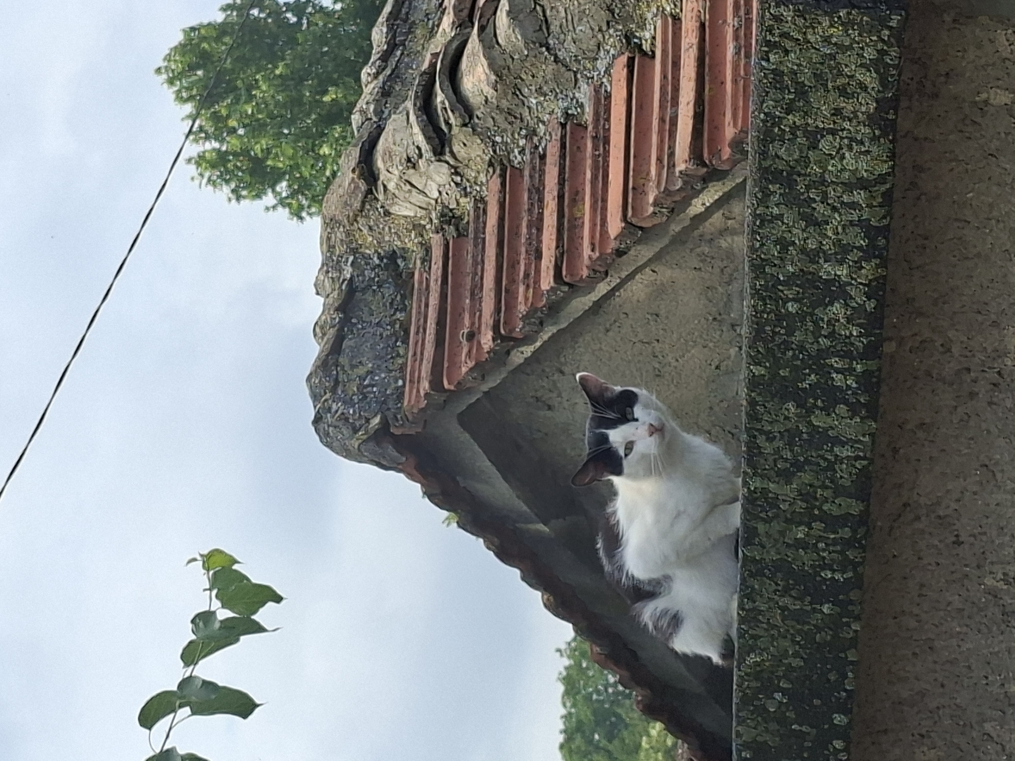 Summer morning in Devnya: cats, fruit trees, and backstreet calm