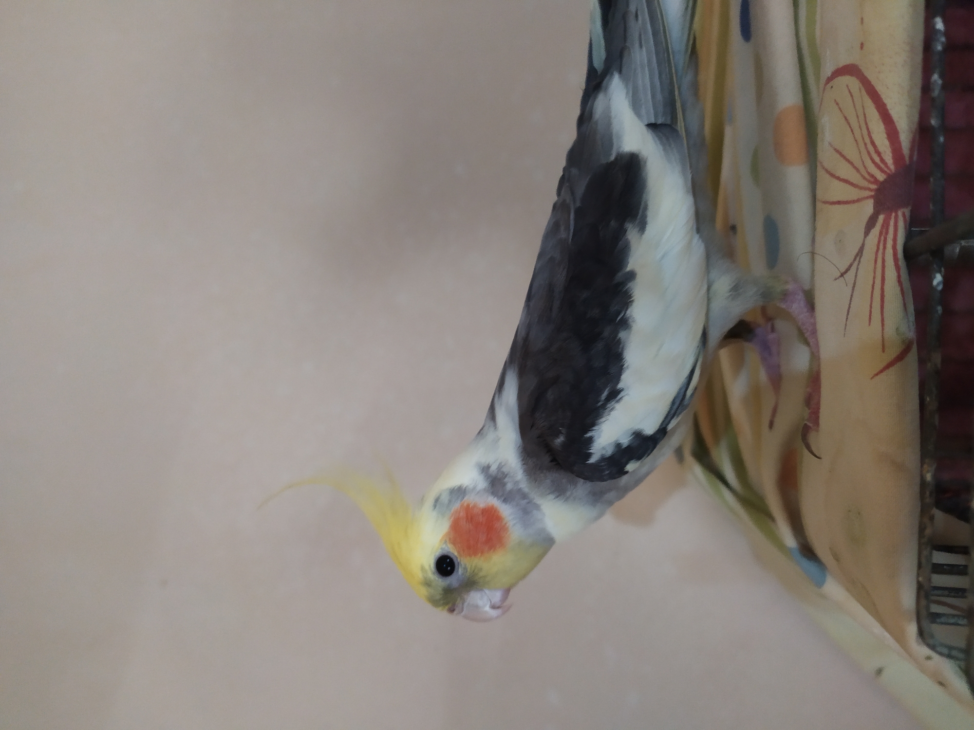 Cockatiel perches and poses in a Baku home