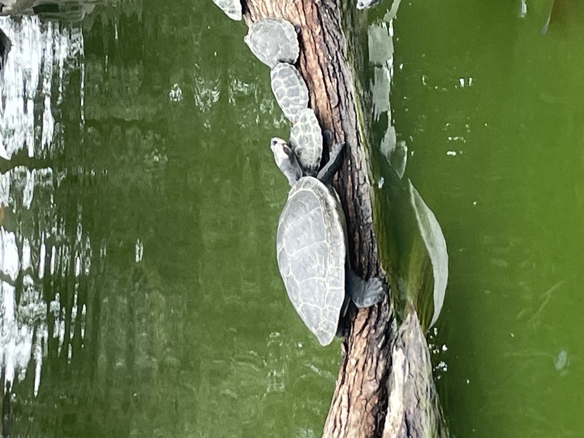 Turtles, koi, and a squirrel at a San Isidro park pond