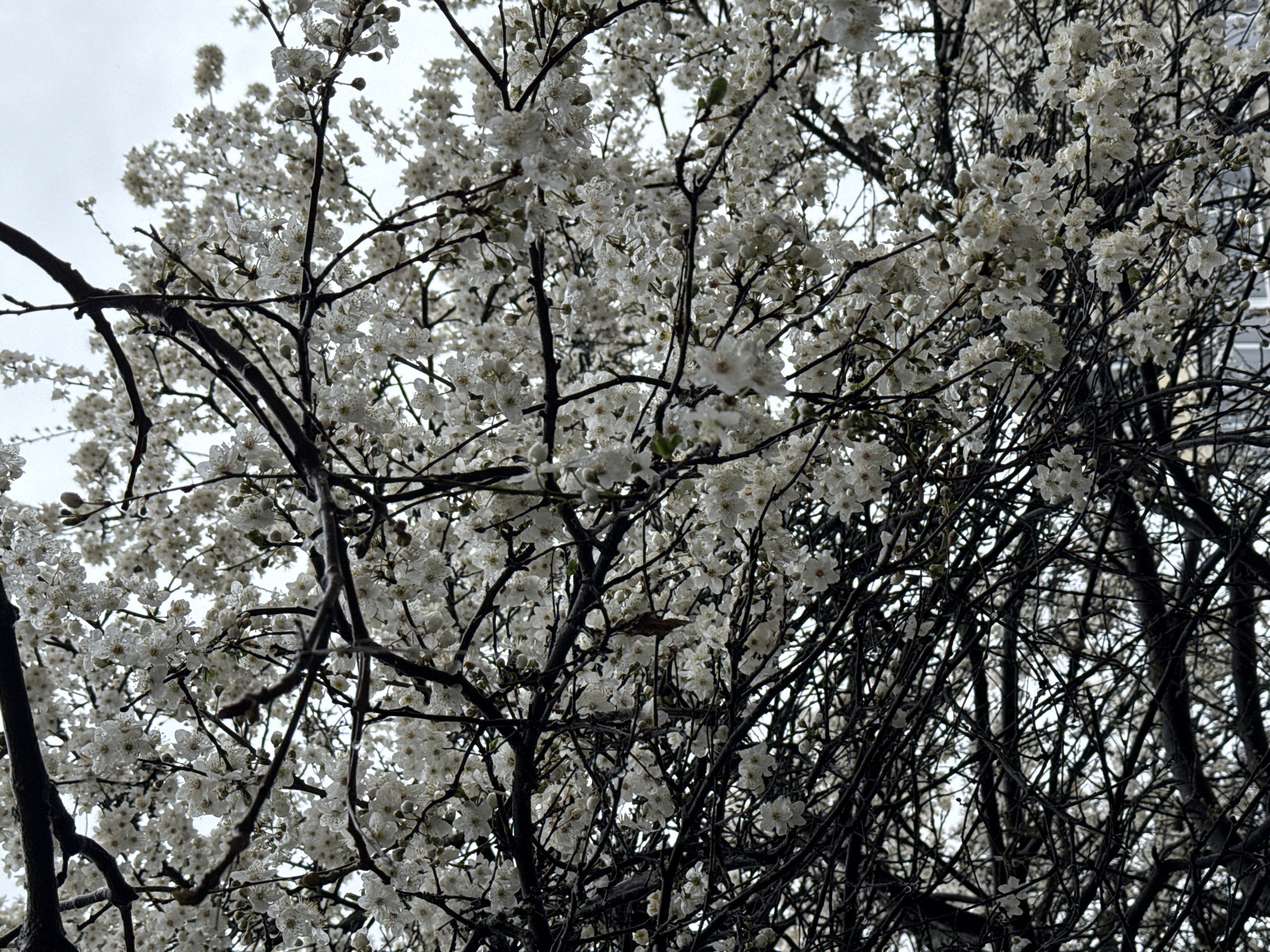 Spring blooms observed on urban tree in Razgrad