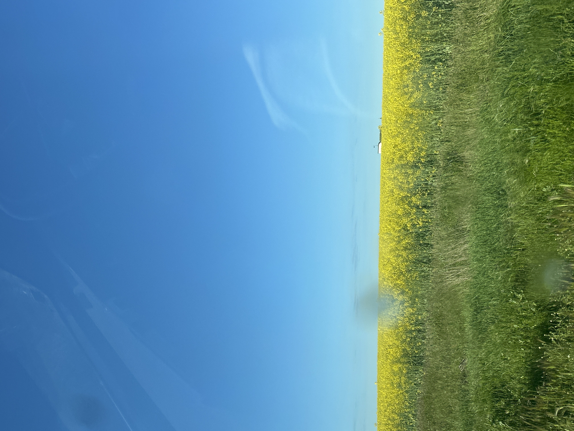 Spring countryside scenes with yellow flowers documented in 5-minute span
