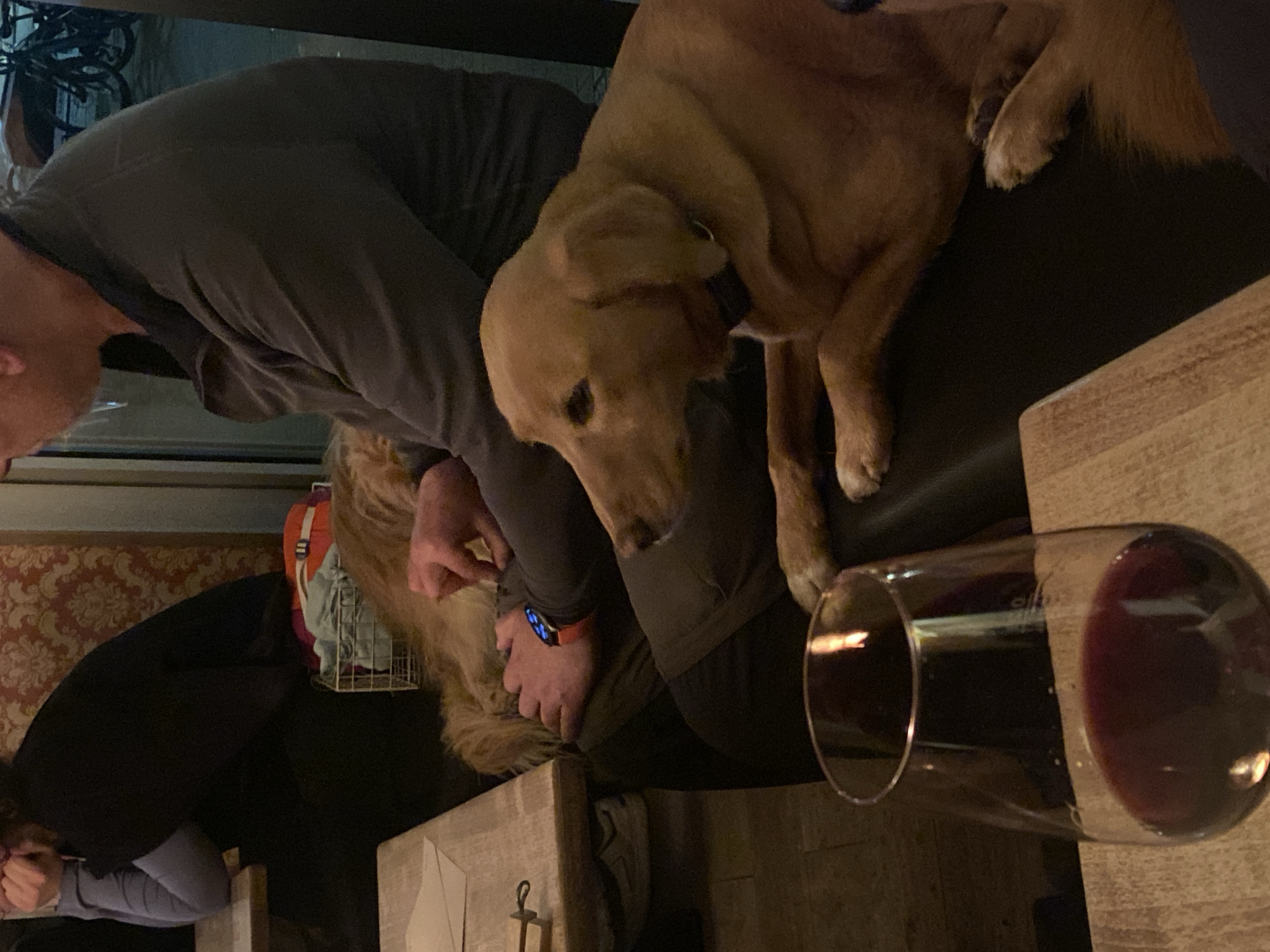 Person dines with golden retriever at Heidelberg restaurant