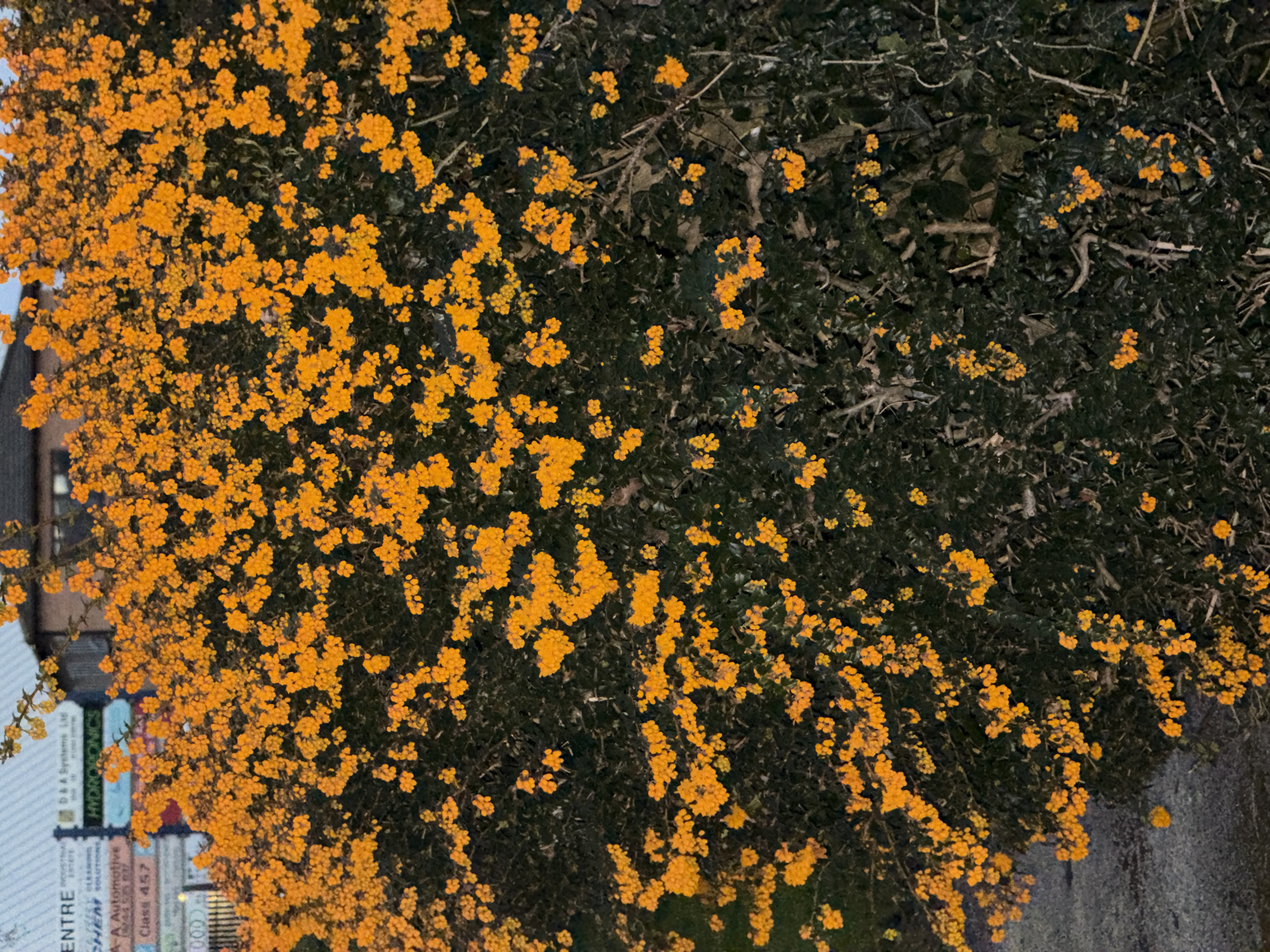 Yellow flowering bush documented in Pentre, UK