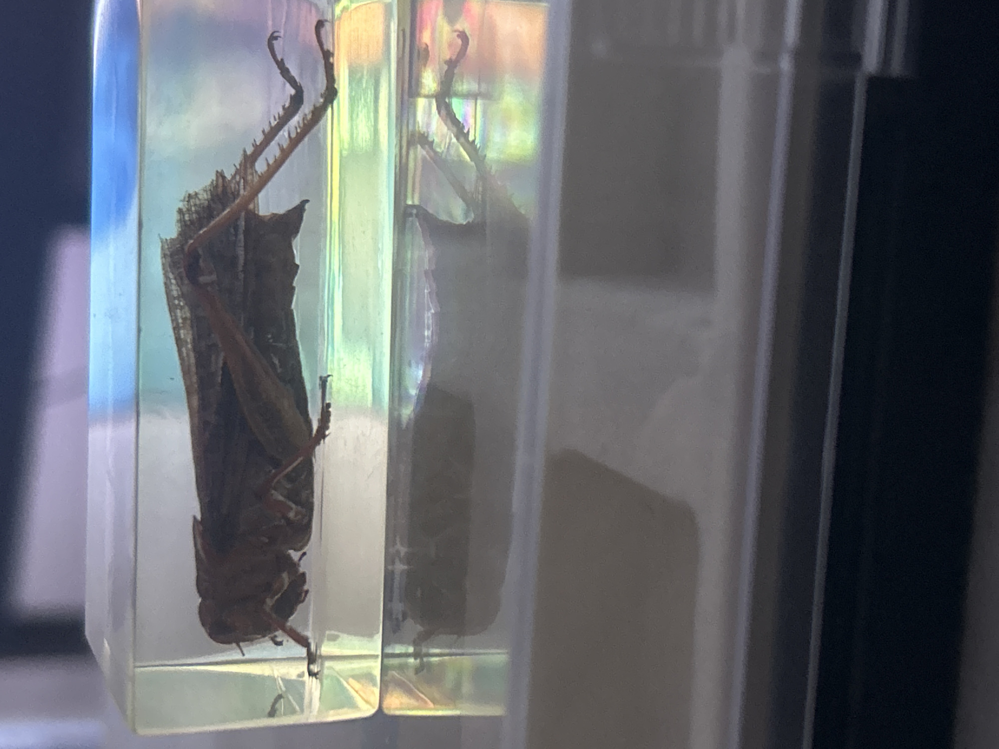 Preserved insects and scorpion specimens documented in Pleven, Bulgaria