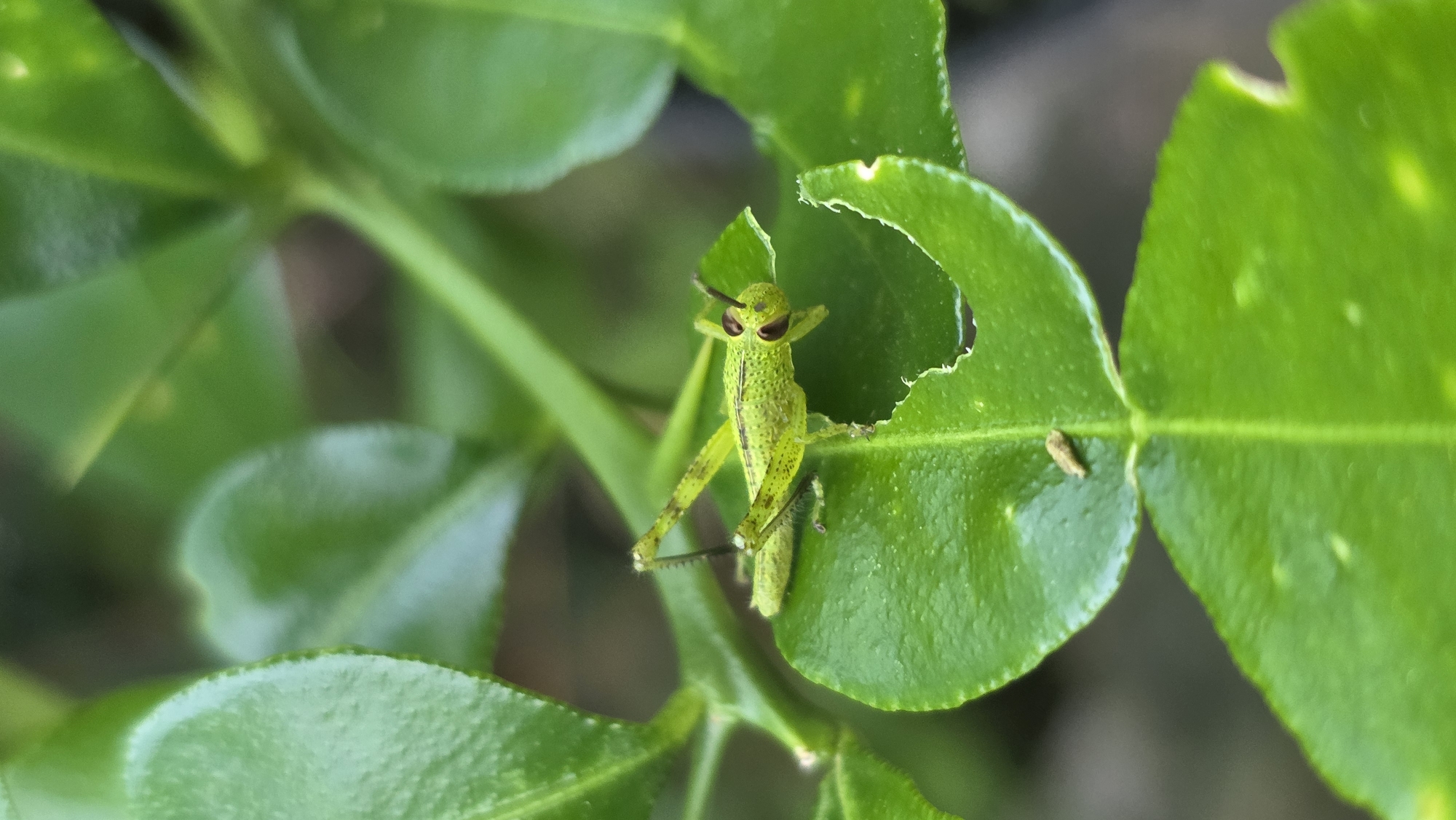 Nature observer documents insects, plants in Indonesian city morning