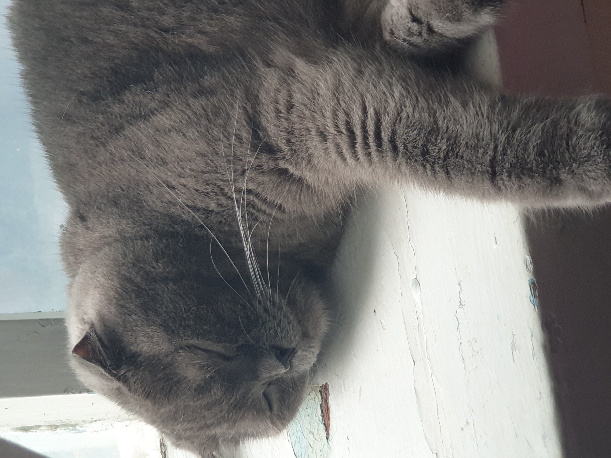 Scottish Fold cat napping on a worn windowsill in Ukraine