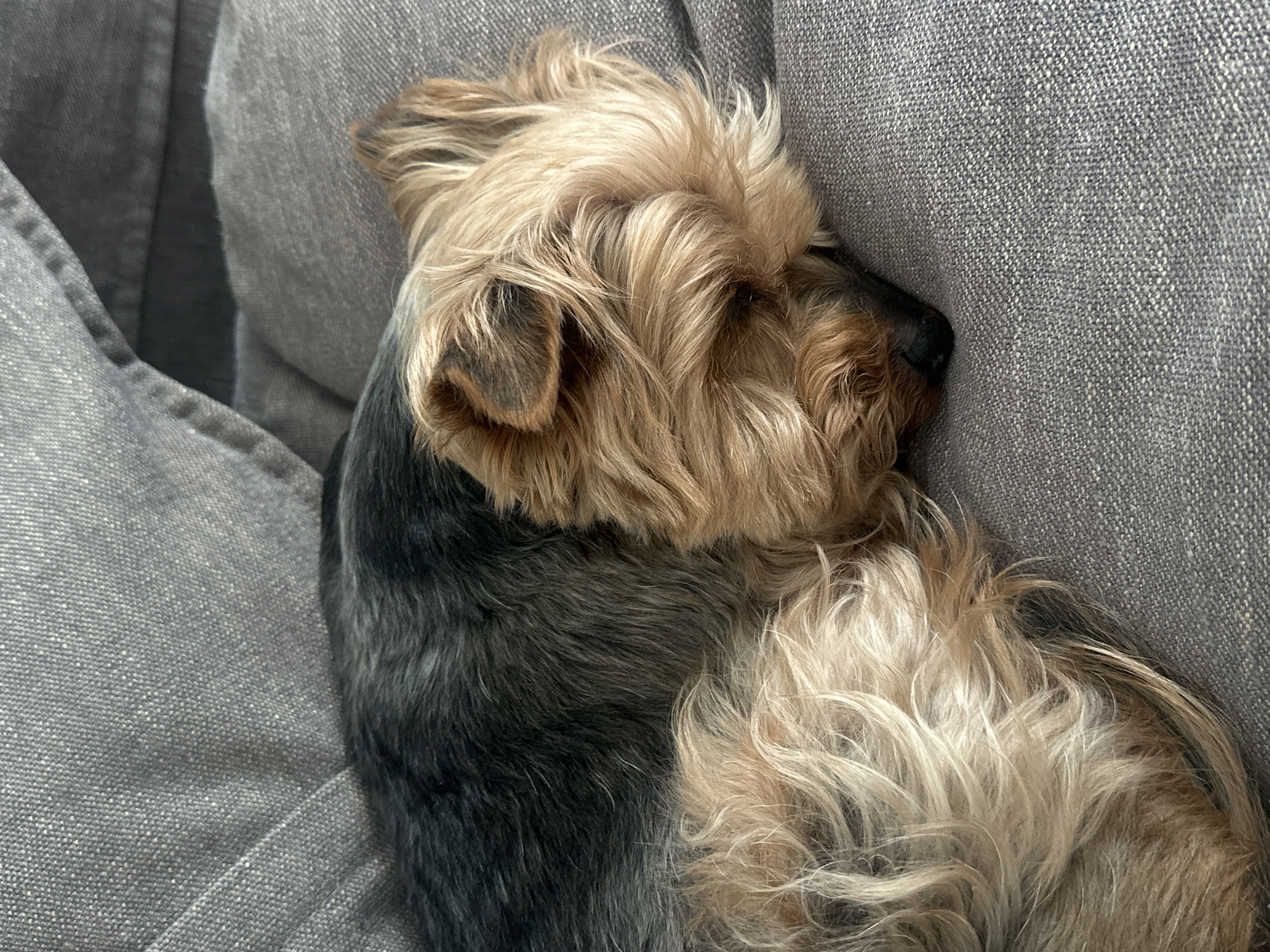 Yorkshire Terrier naps on couch in Ramat Gan