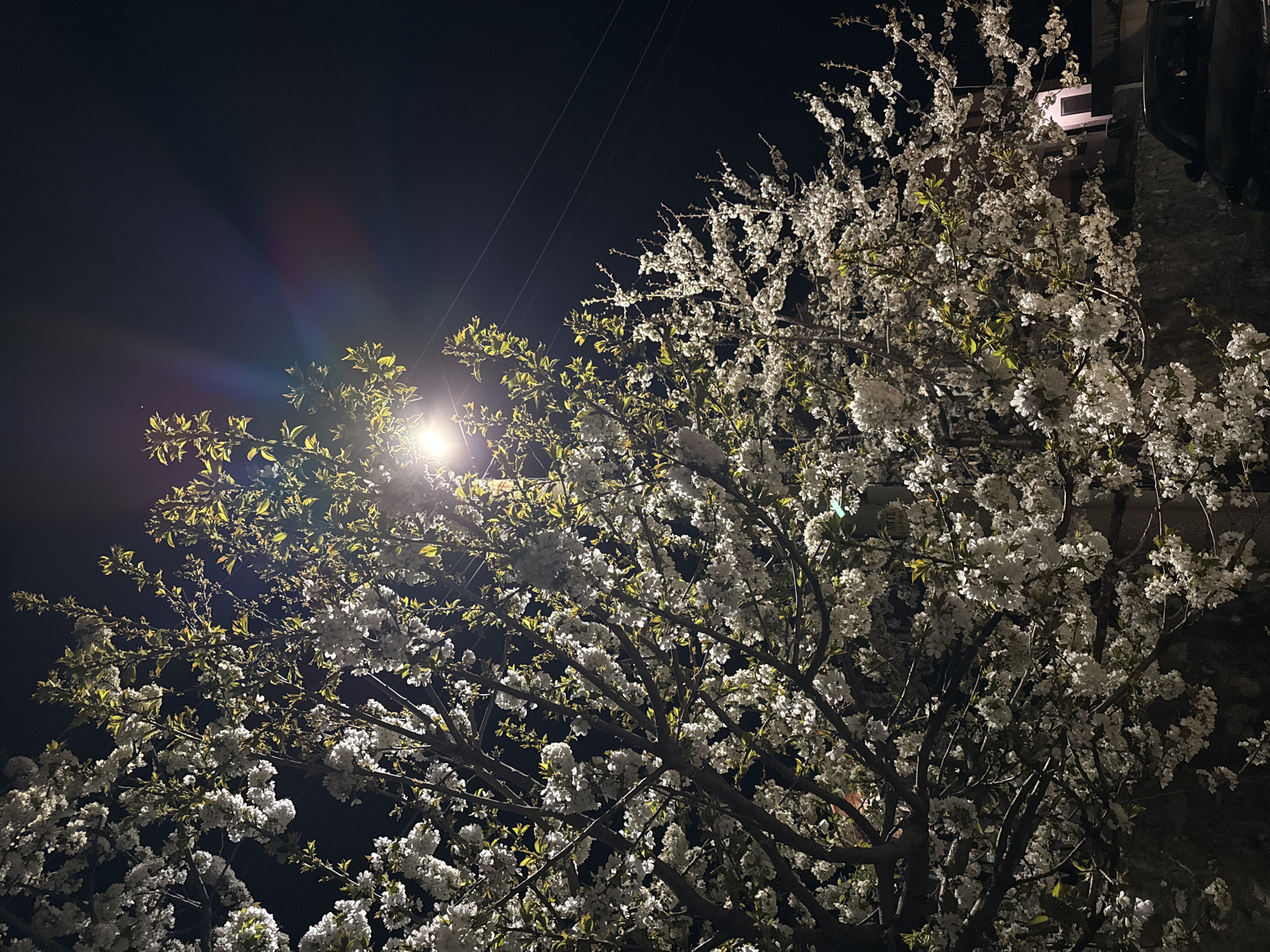 Blooming tree captured under street lamp in Markovo, Bulgaria