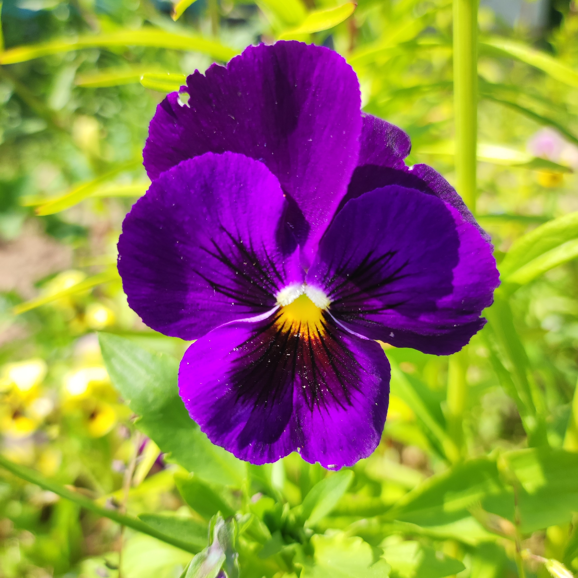 Close-up garden flower photography across multiple varieties and colors