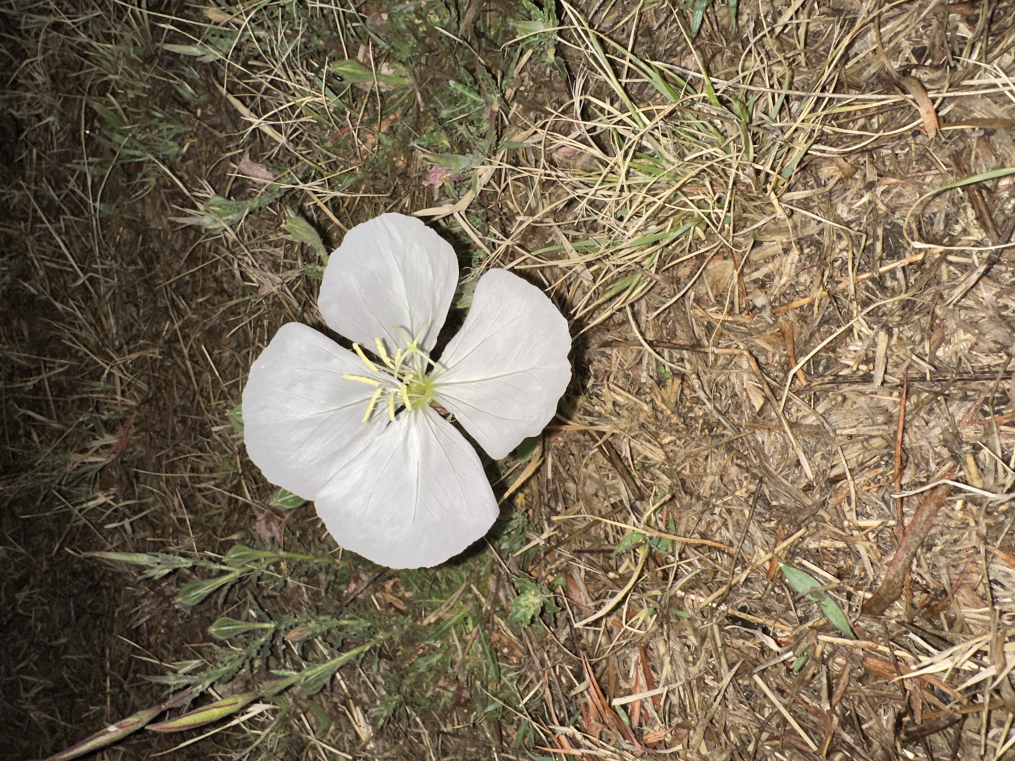 Single flower photographed twice in Puebla vegetation overnight