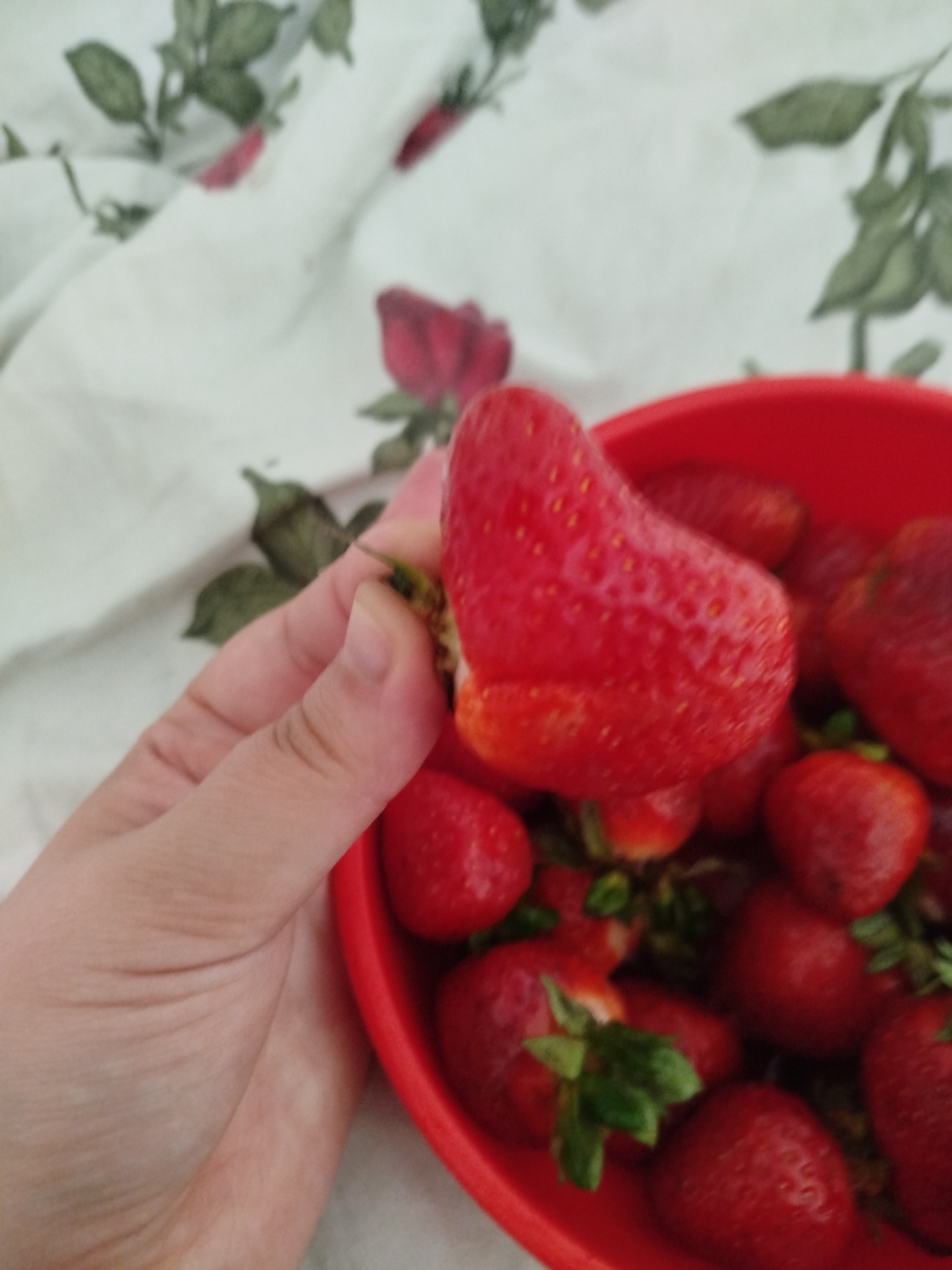Fresh strawberries and a white cat on a lazy morning