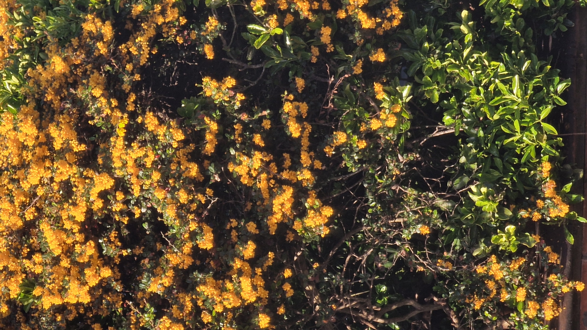 Yellow flowering bush spotted near brick structure in Lincoln