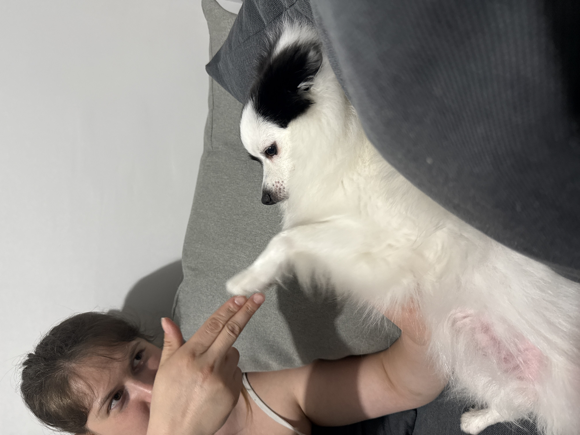 Domestic moments with pet dog documented in Stara Zagora home