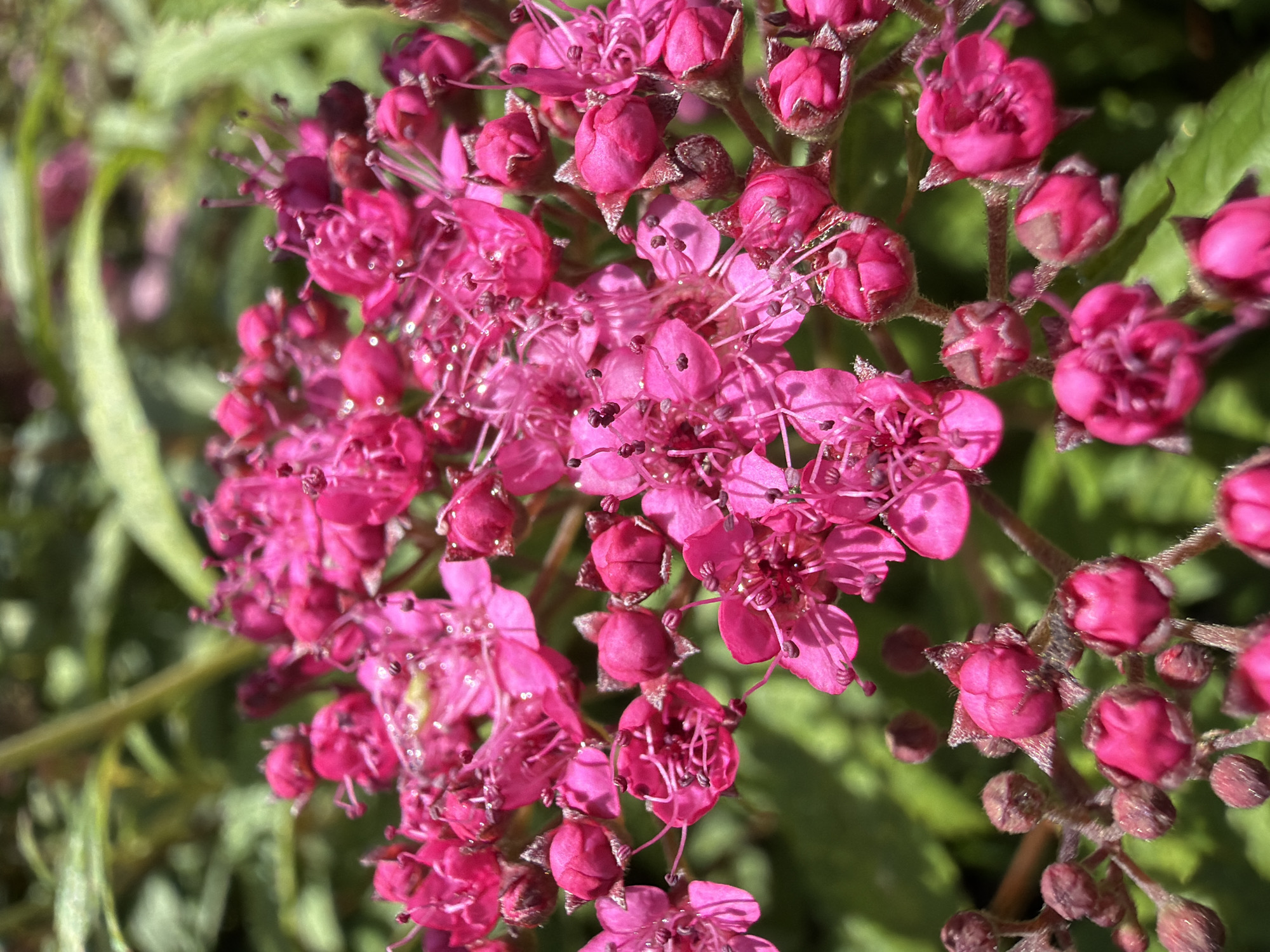 Bumblebee foraging on pink flowers in a Latvian garden