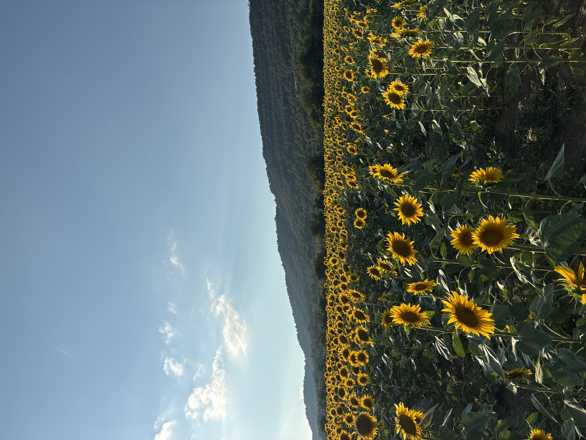 Sunflowers in full bloom under open skies, Lovnidol